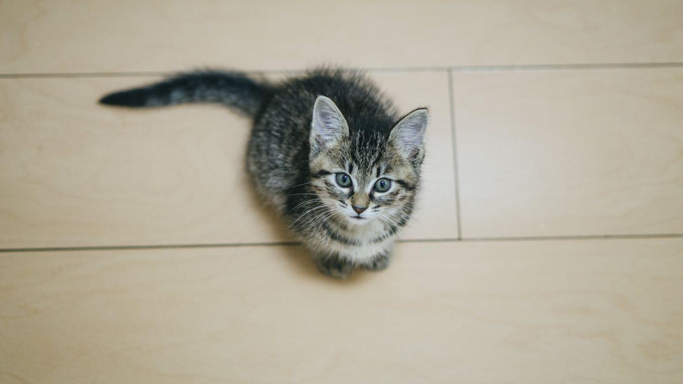 In Japan ,today is cat’s day cleaning_tokyo