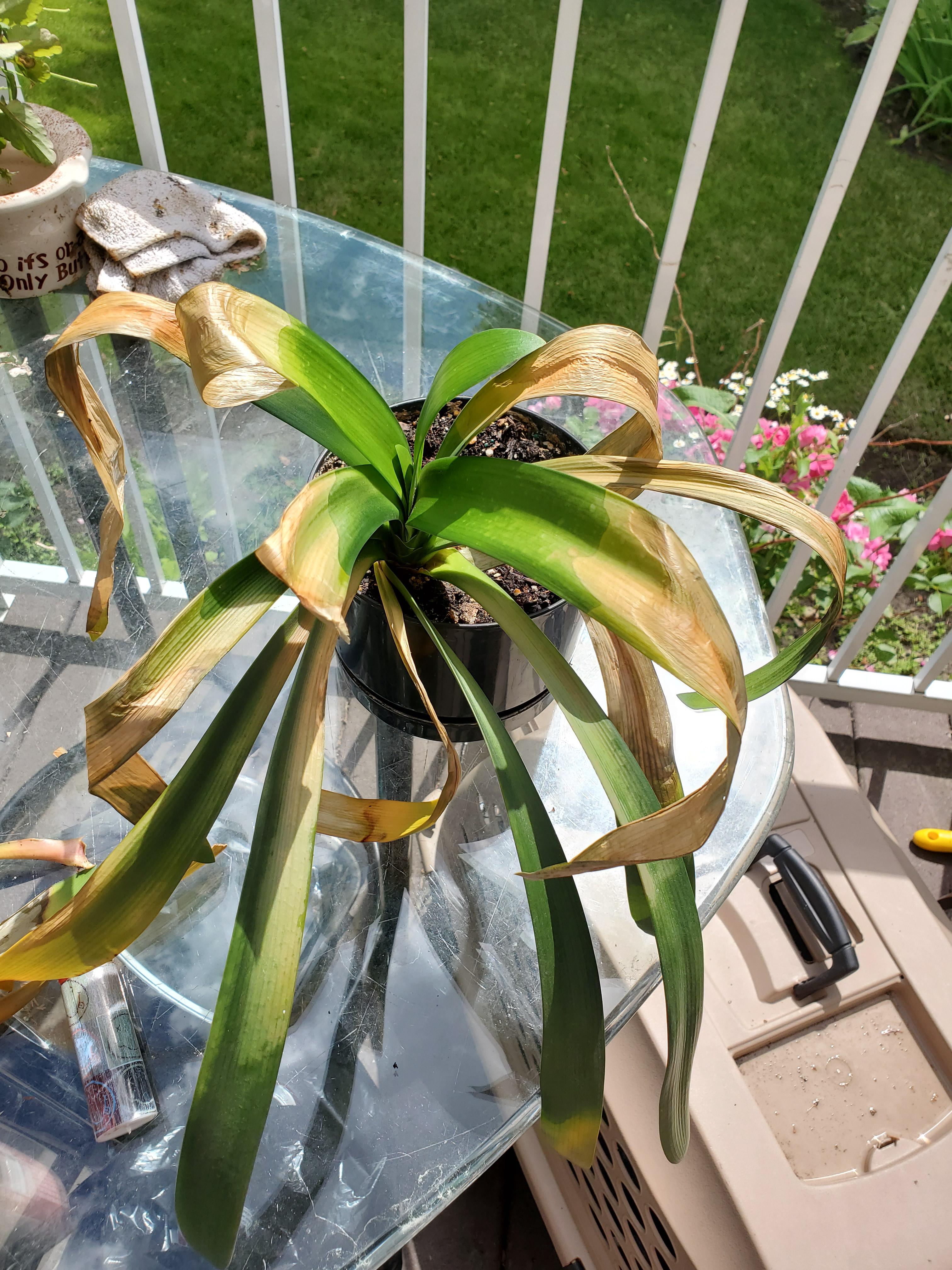 Should I trim these leaves? Just got this guy and i think he's had a