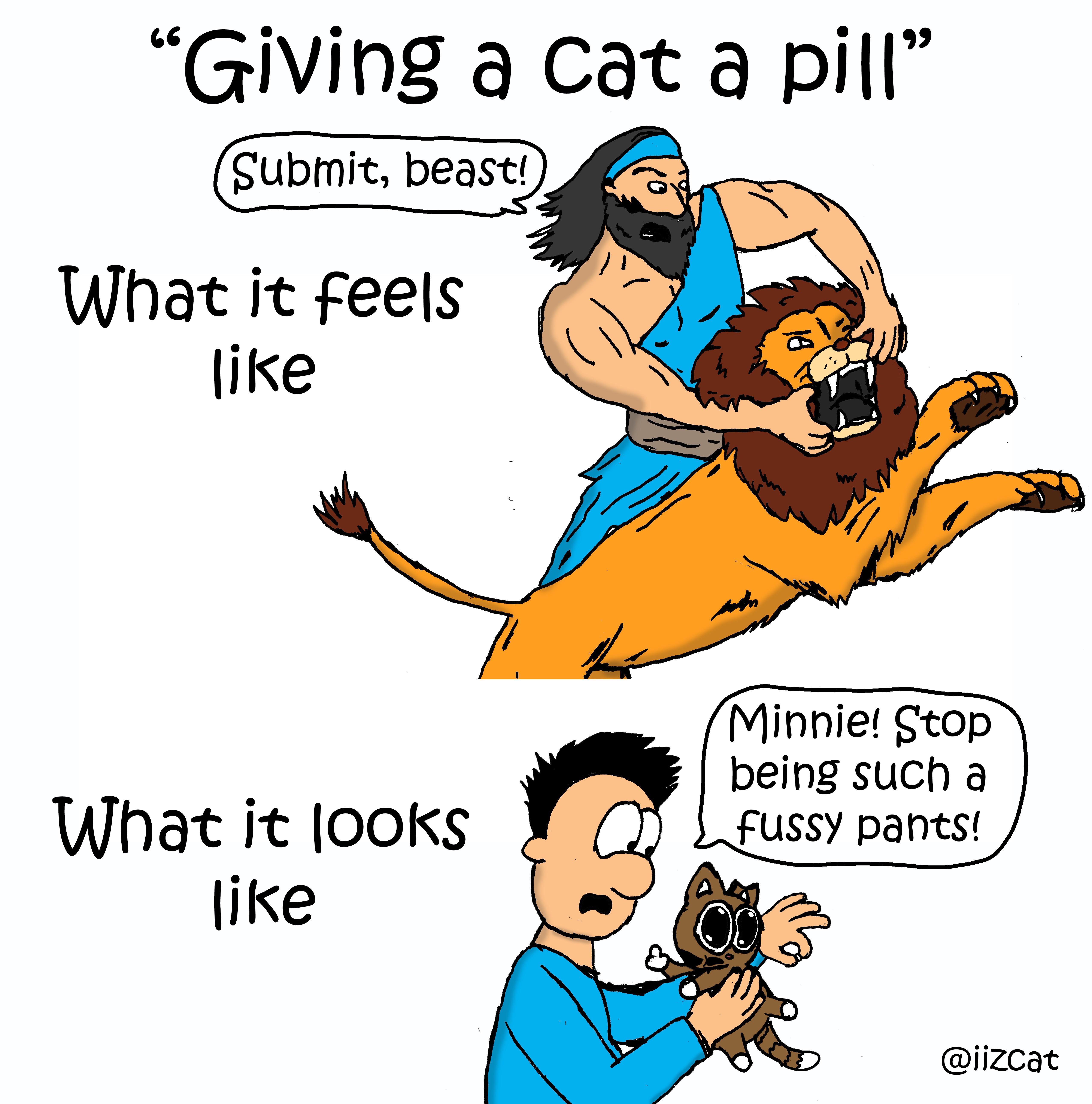 Giving a cat a pill... (OC) r/funny