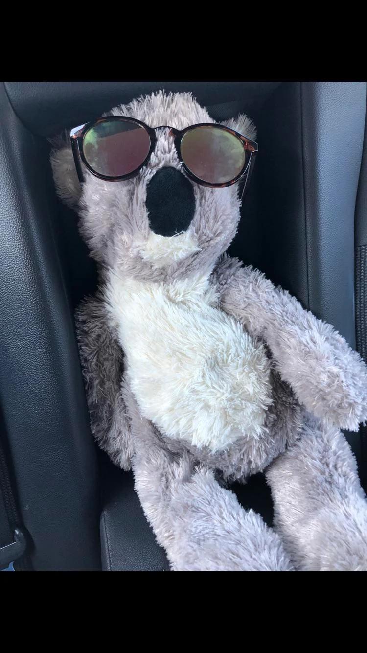 🐨 r/koalas