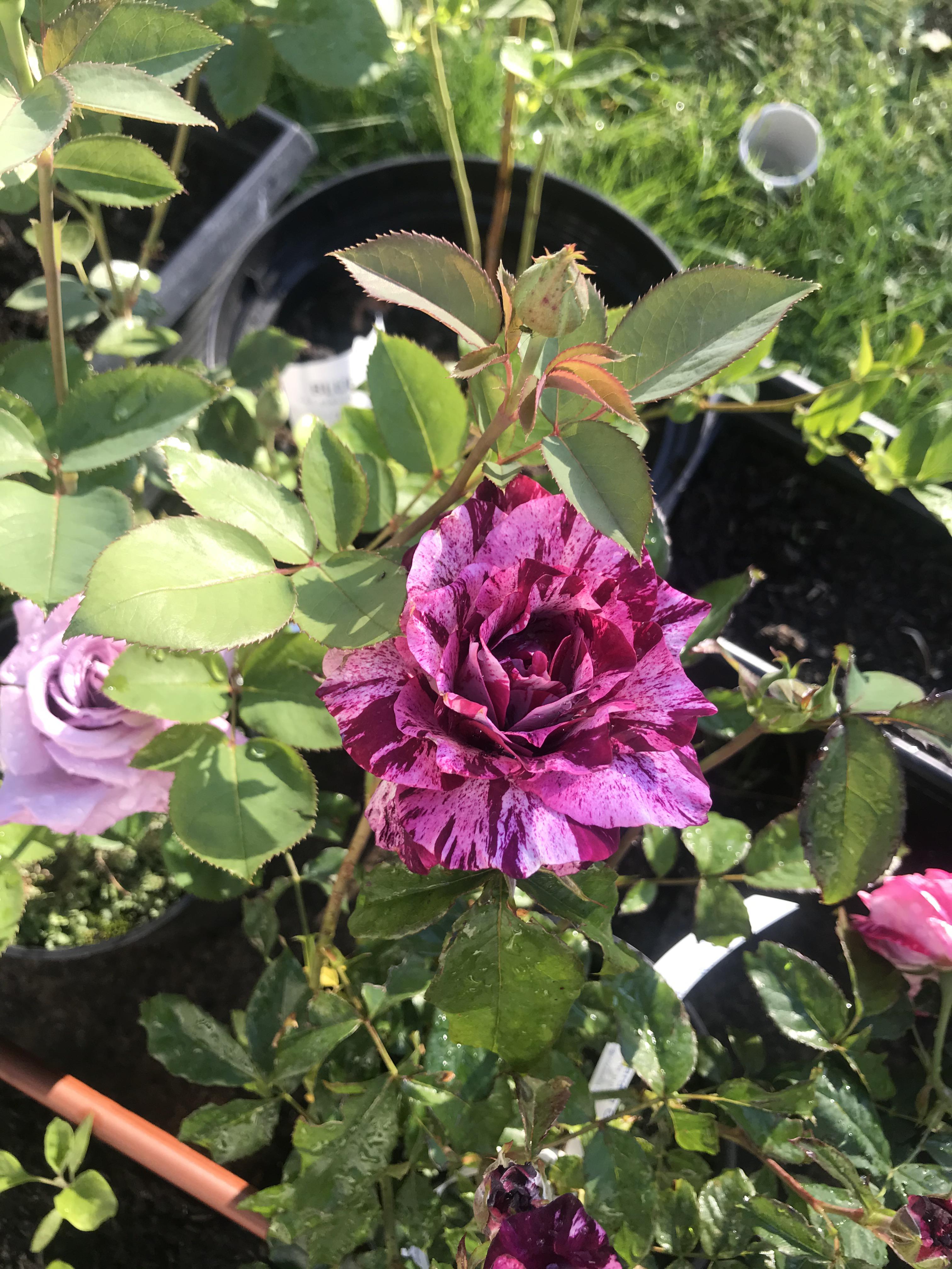 My purple tiger rose in full bloom! Blue moon hiding behind r/GardeningUK
