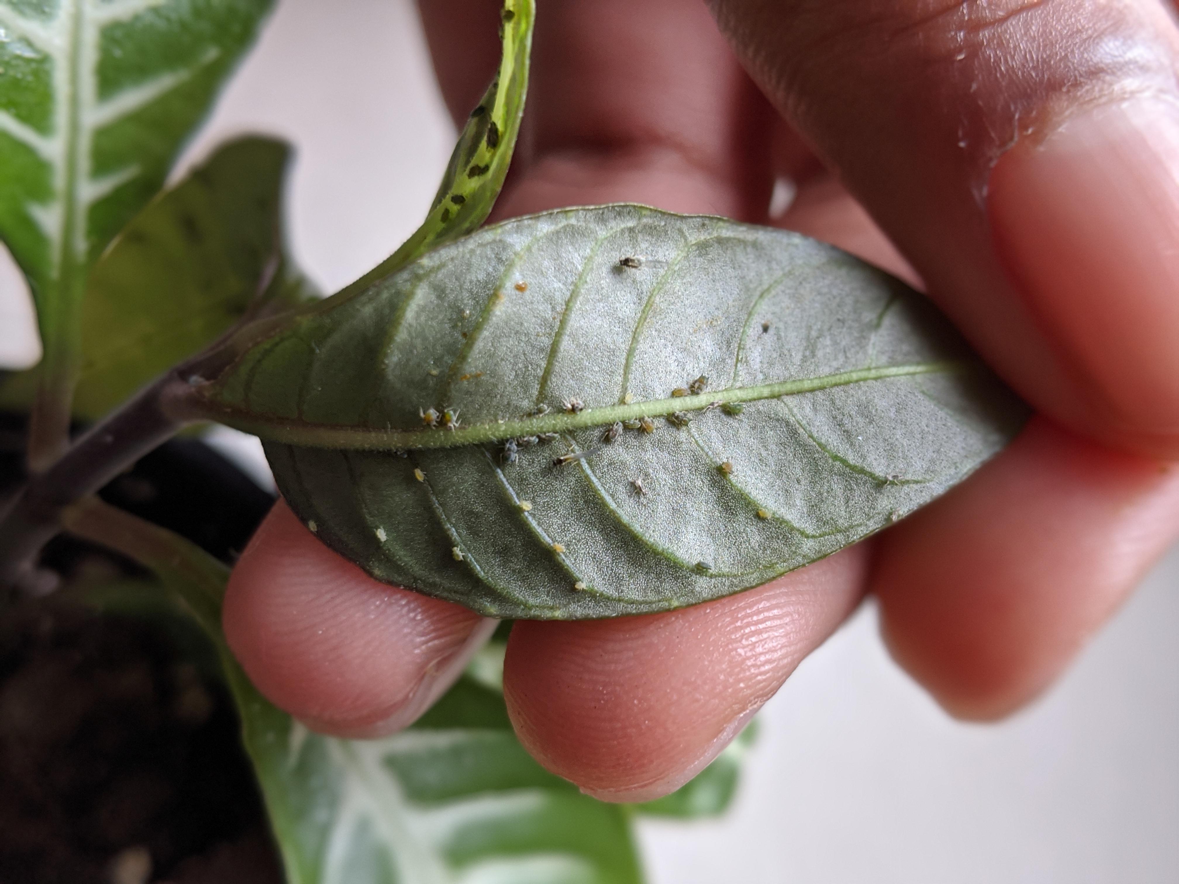 HELP bugs on my plant, what should I do houseplants