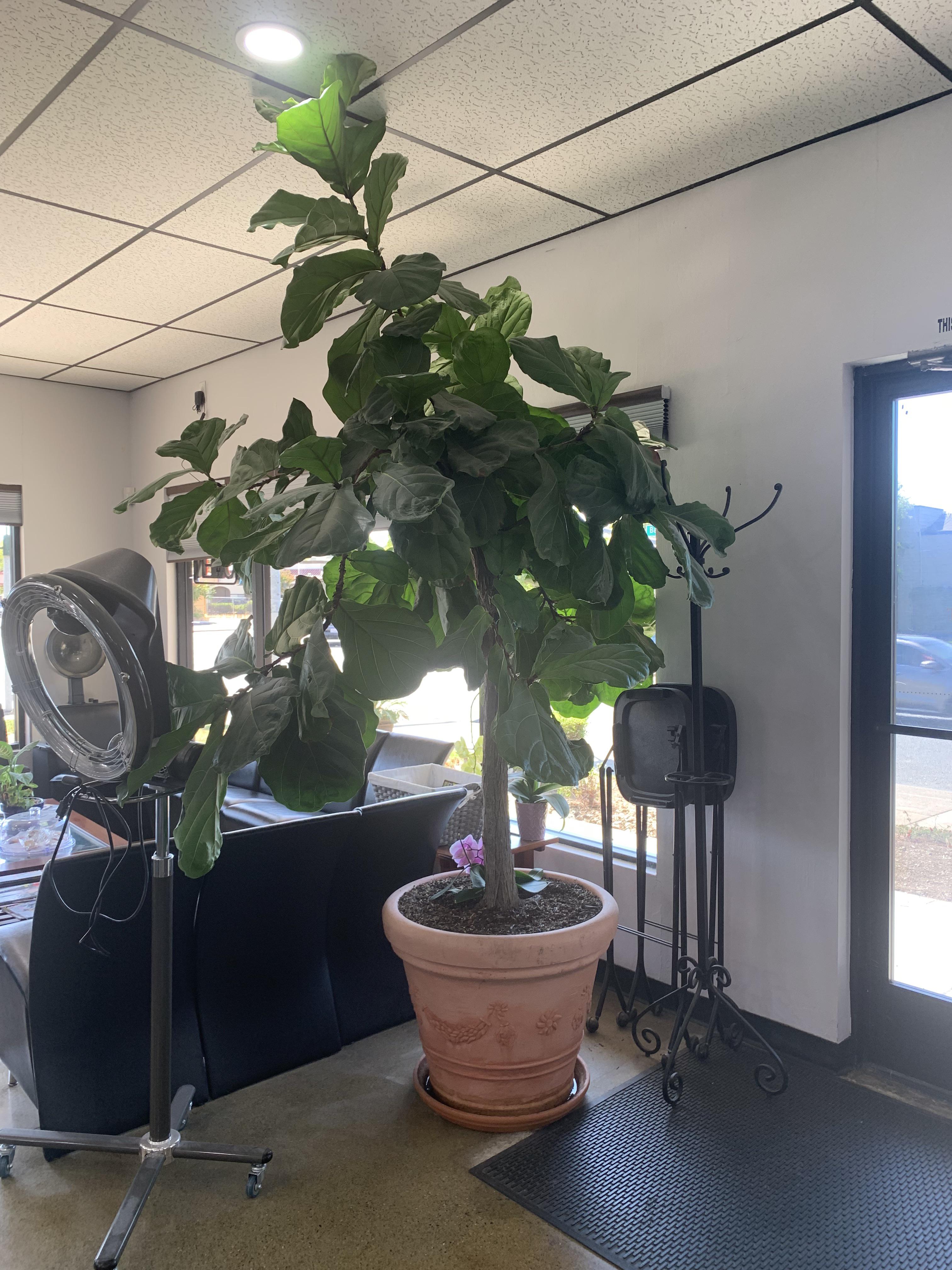 10 ft + fiddle leaf fig at the hair salon houseplants