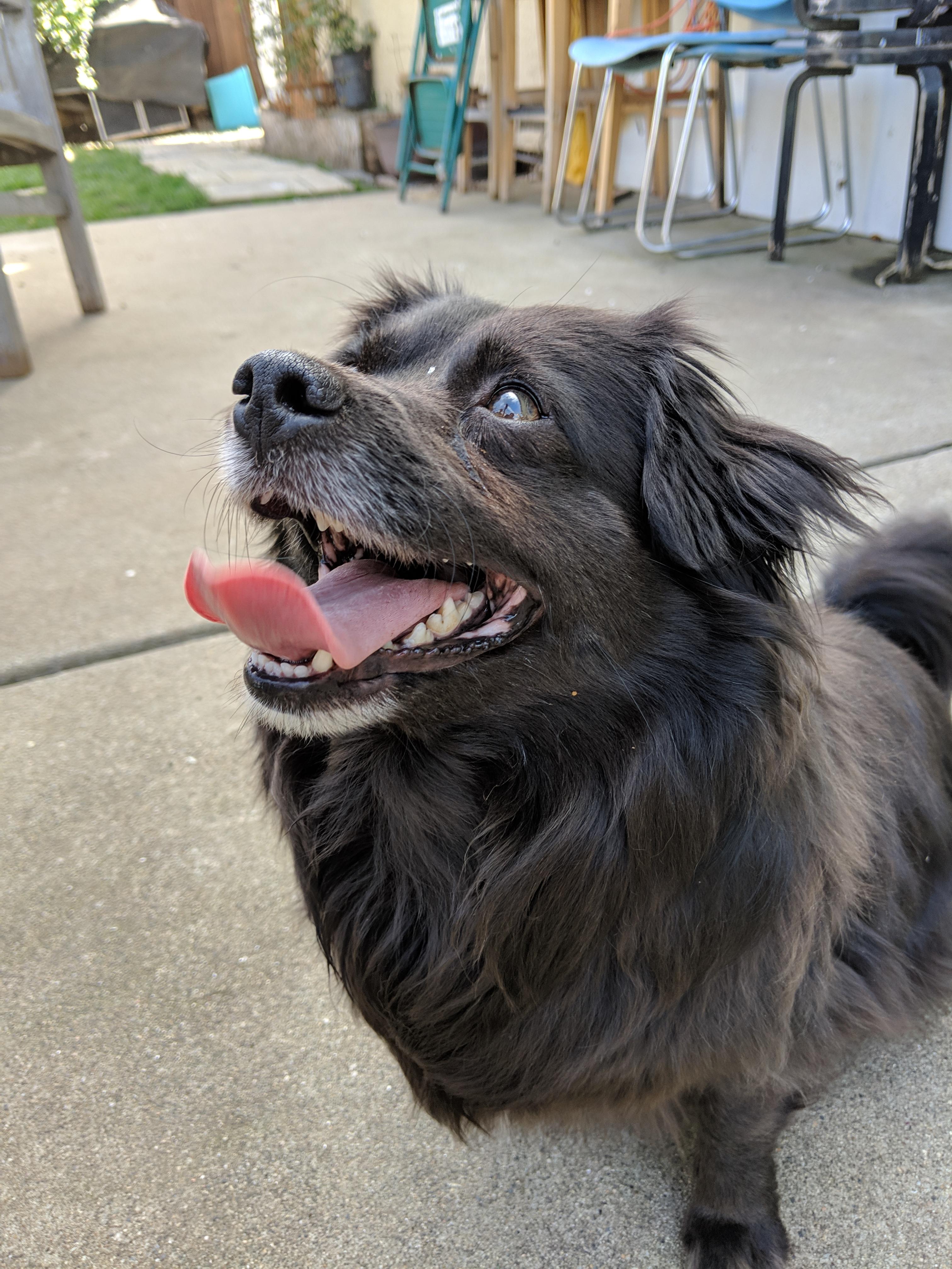 Please help me figure out what breed my dog is! Eome have said