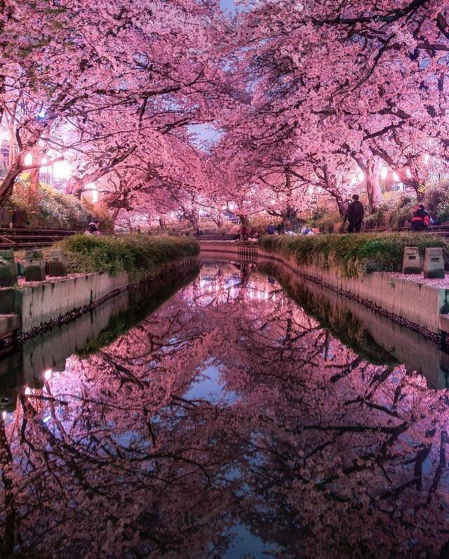 Cherry Blossoms r/MostBeautiful