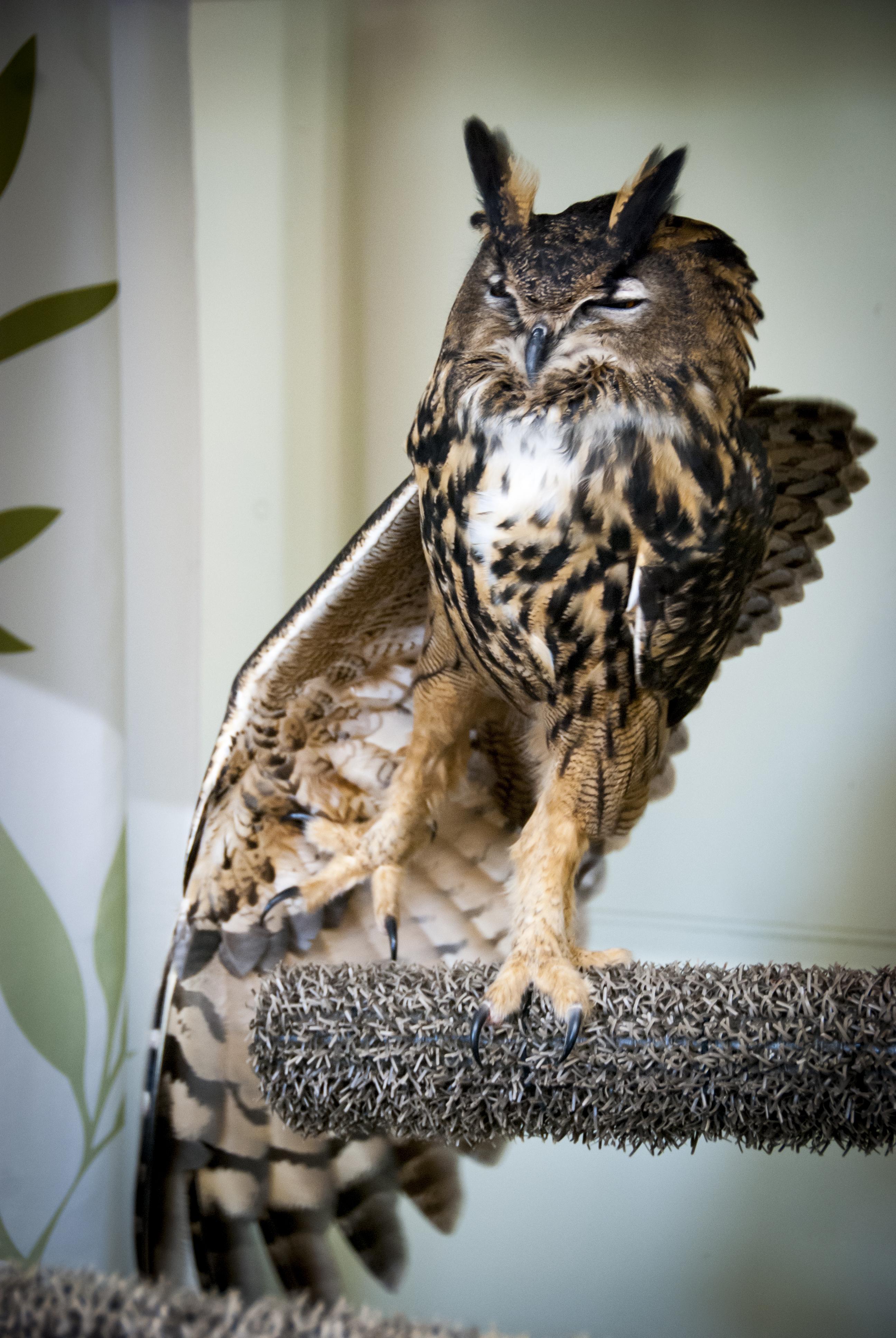 Uhu, the female Eurasian Eagle Owl, having a stretch International