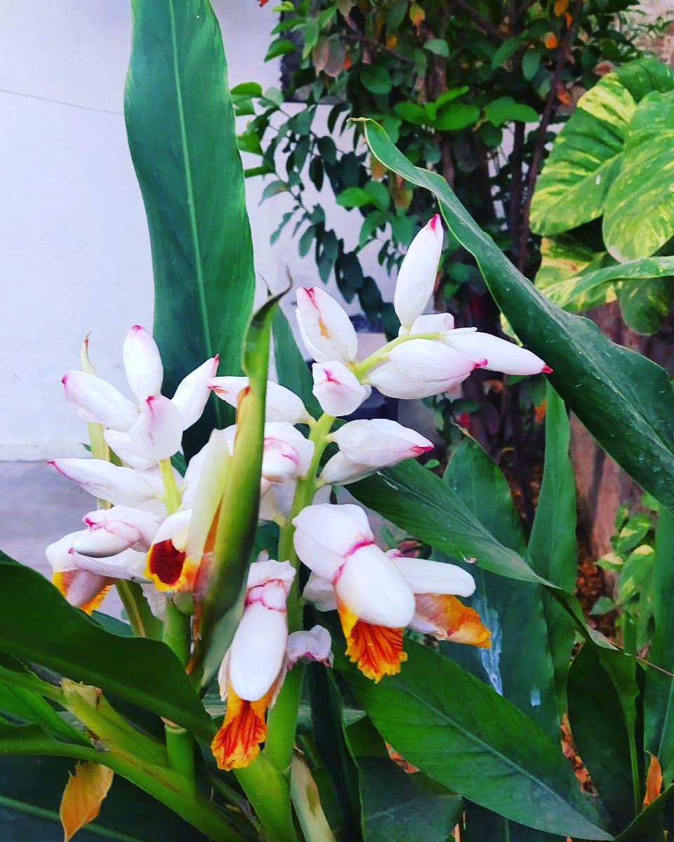 [OC] Elaichi/Cardamom Plant bearing flowers r/unitedstatesofindia