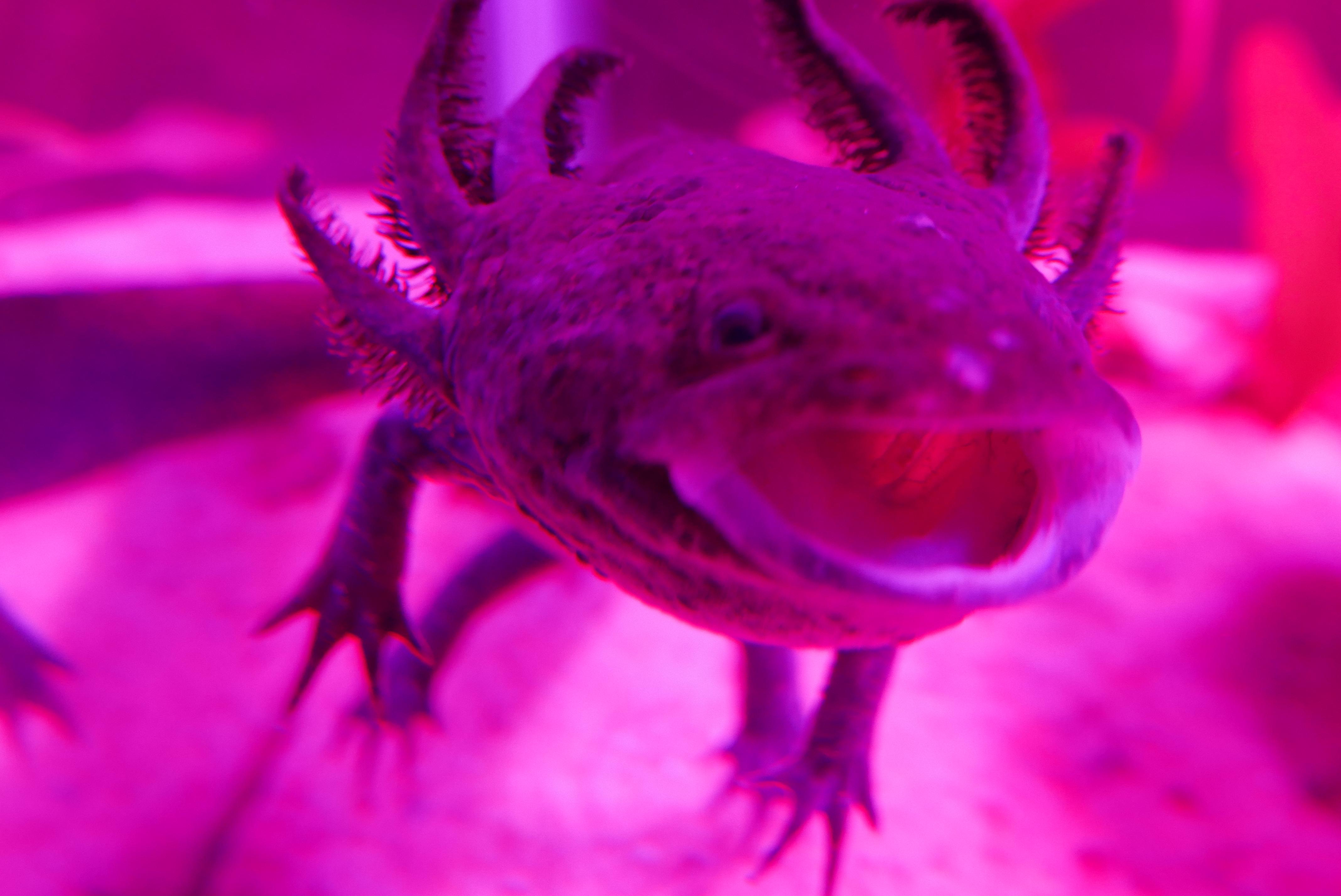 70以上 pet baby blue axolotl 231249 Pixtabestpicty1gx