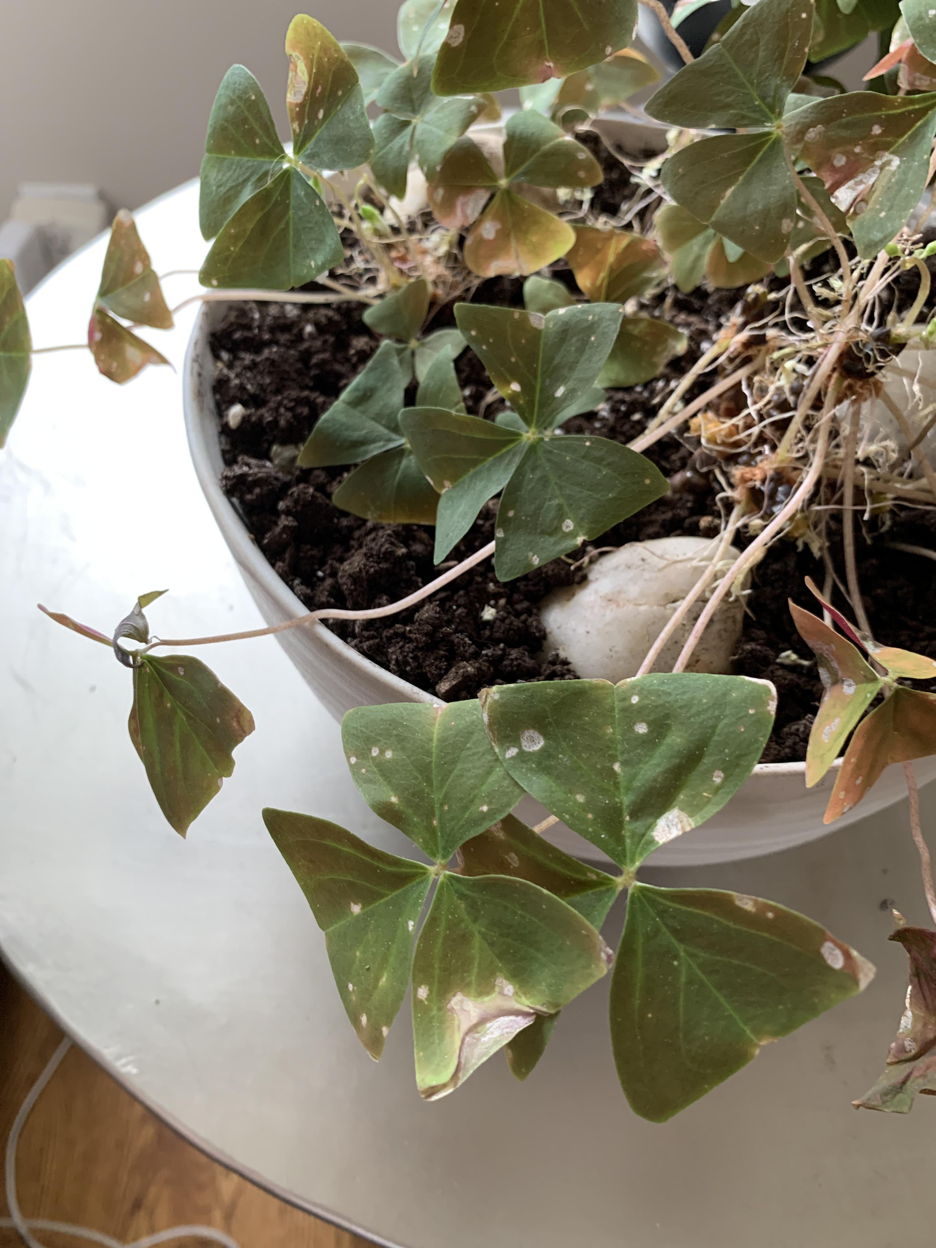 Clover white spots and stopped growing r/plantclinic