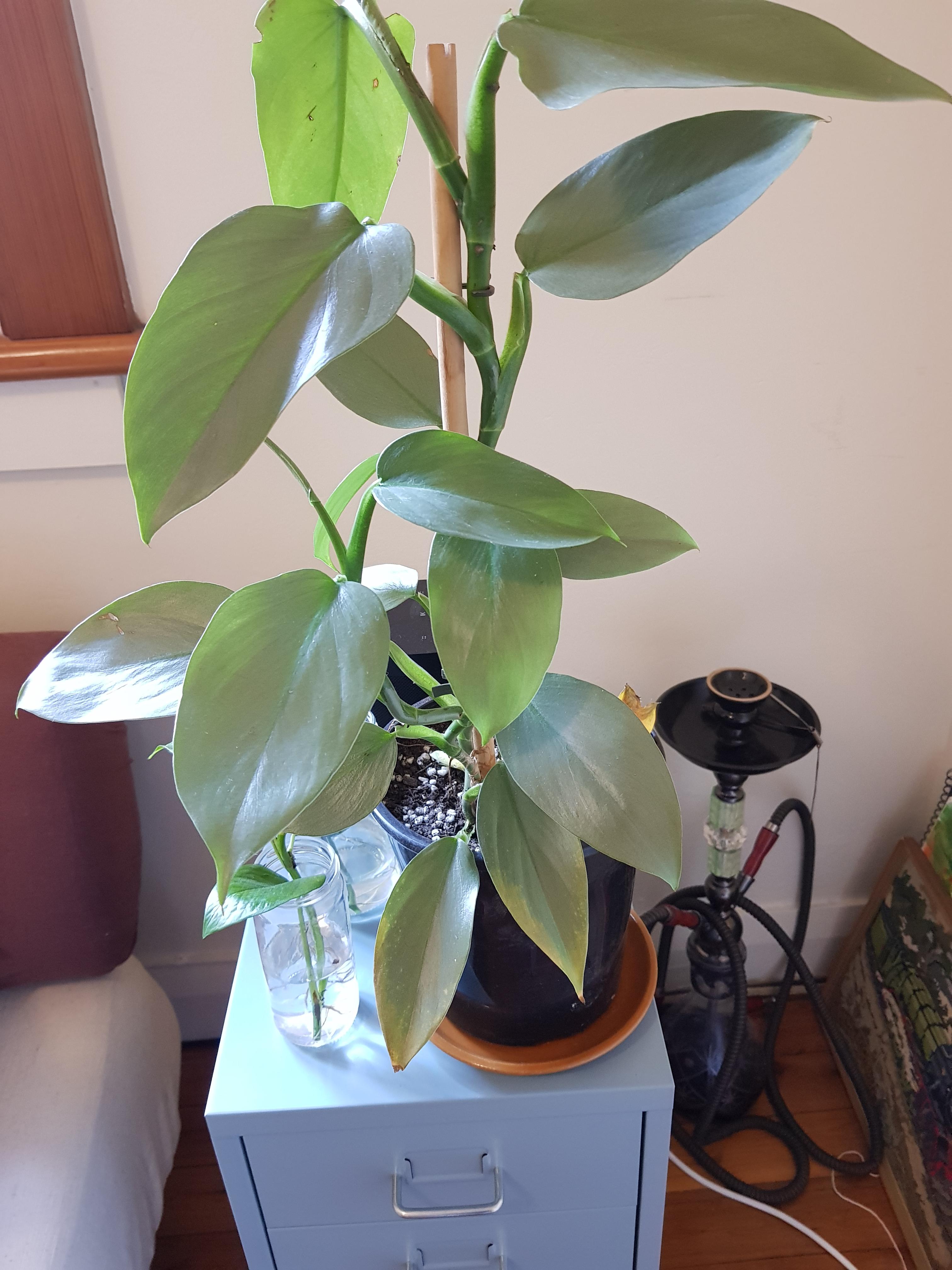 Philodendron bottom leaves dying r/plantclinic