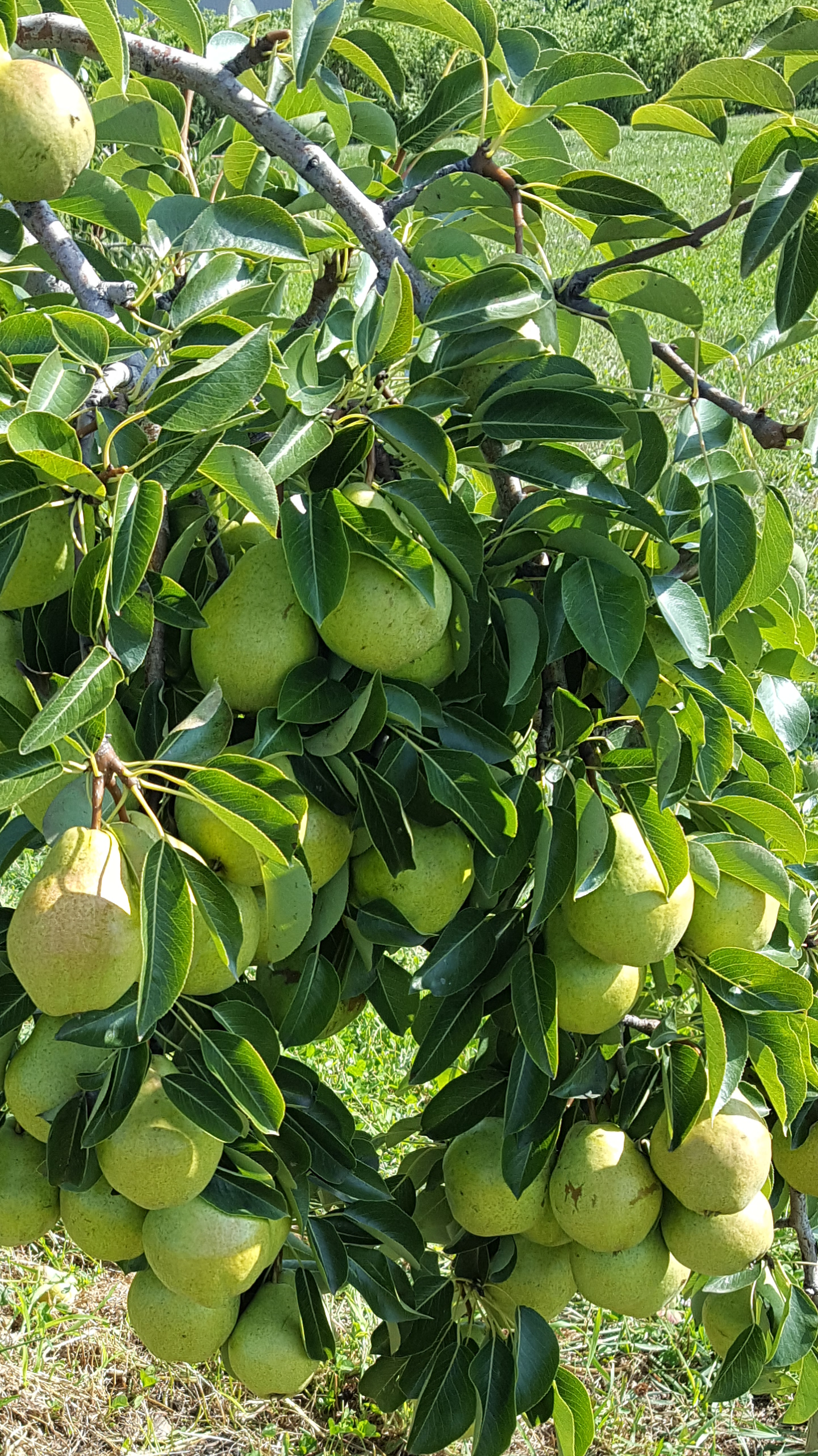 Bartlett pears ready to pick Samascott Orchard Kinderhook, New York [OC