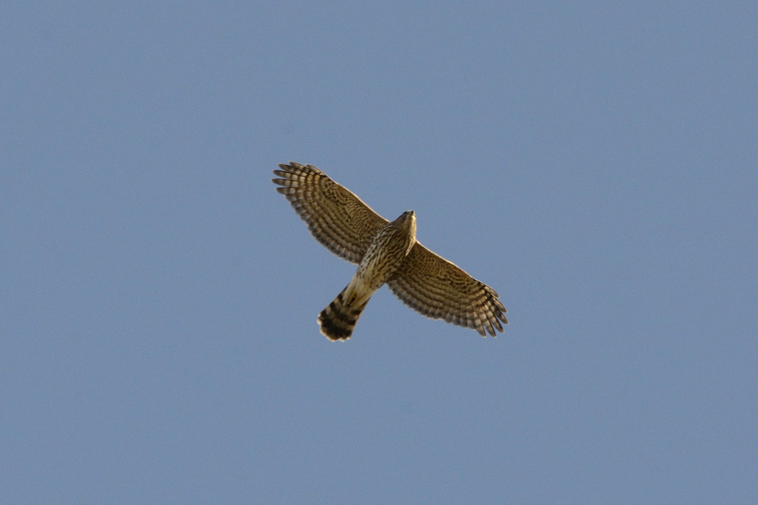 Young Cooper's Hawk? Finley NWR, Oregon r/whatsthisbird