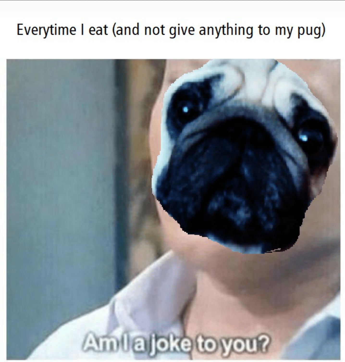 Everytime I eat (and not giving anything to my pug) r/pugs