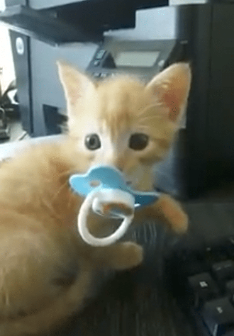 Sweet baby kitten with a pacifier. r/aww
