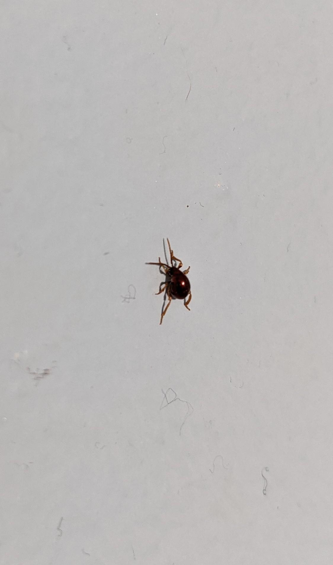Insects With 6 Legs And 2 Antenna kLeialoha