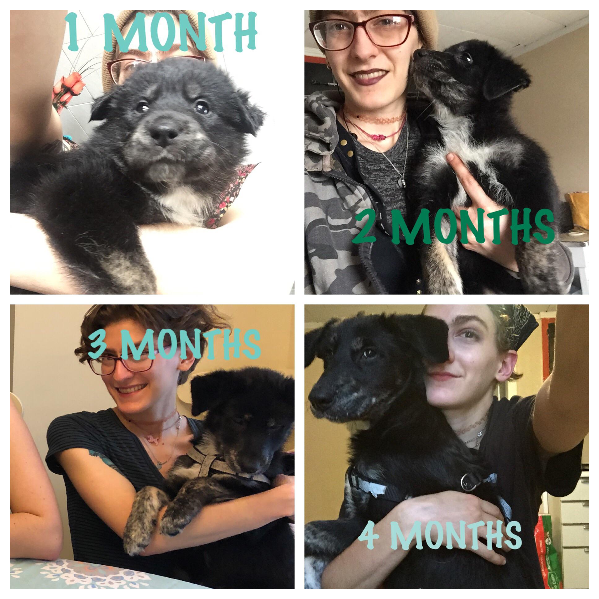 My puppy is growing up 😭 r/puppers