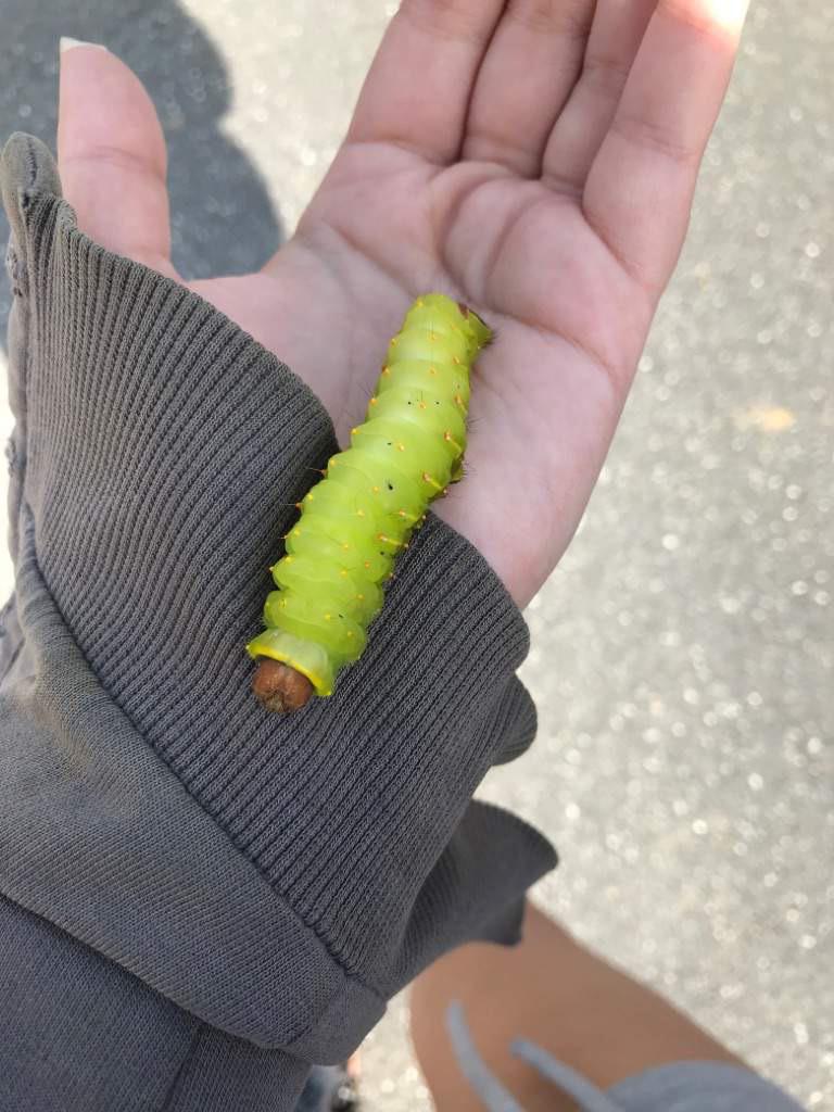 Help! What do Luna moth caterpillars eat? Found this one on the