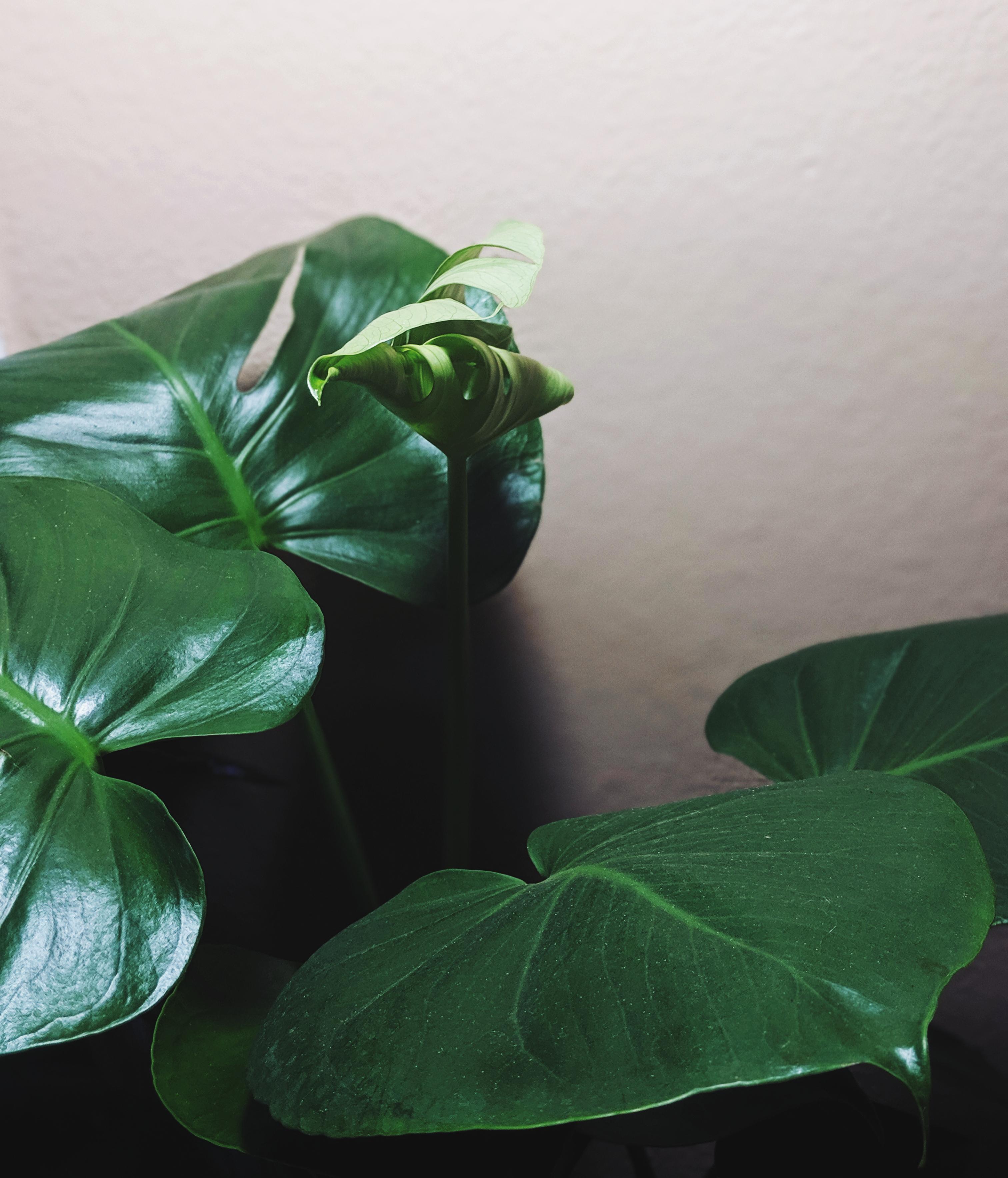 I'm fairly obsessed with this leaf. Finally took the plunge and made a