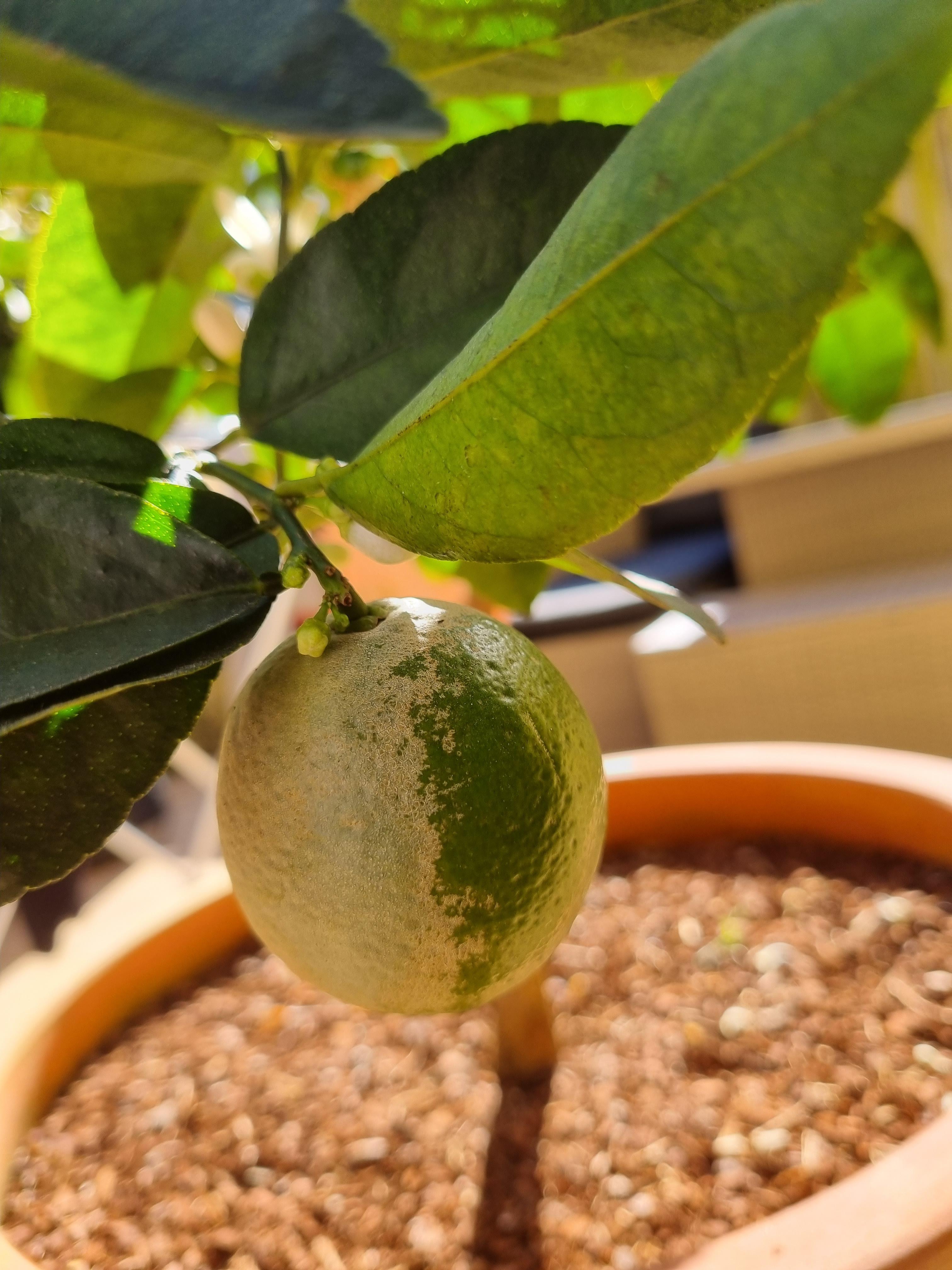 Half grey Lime fruit?? r/Citrus
