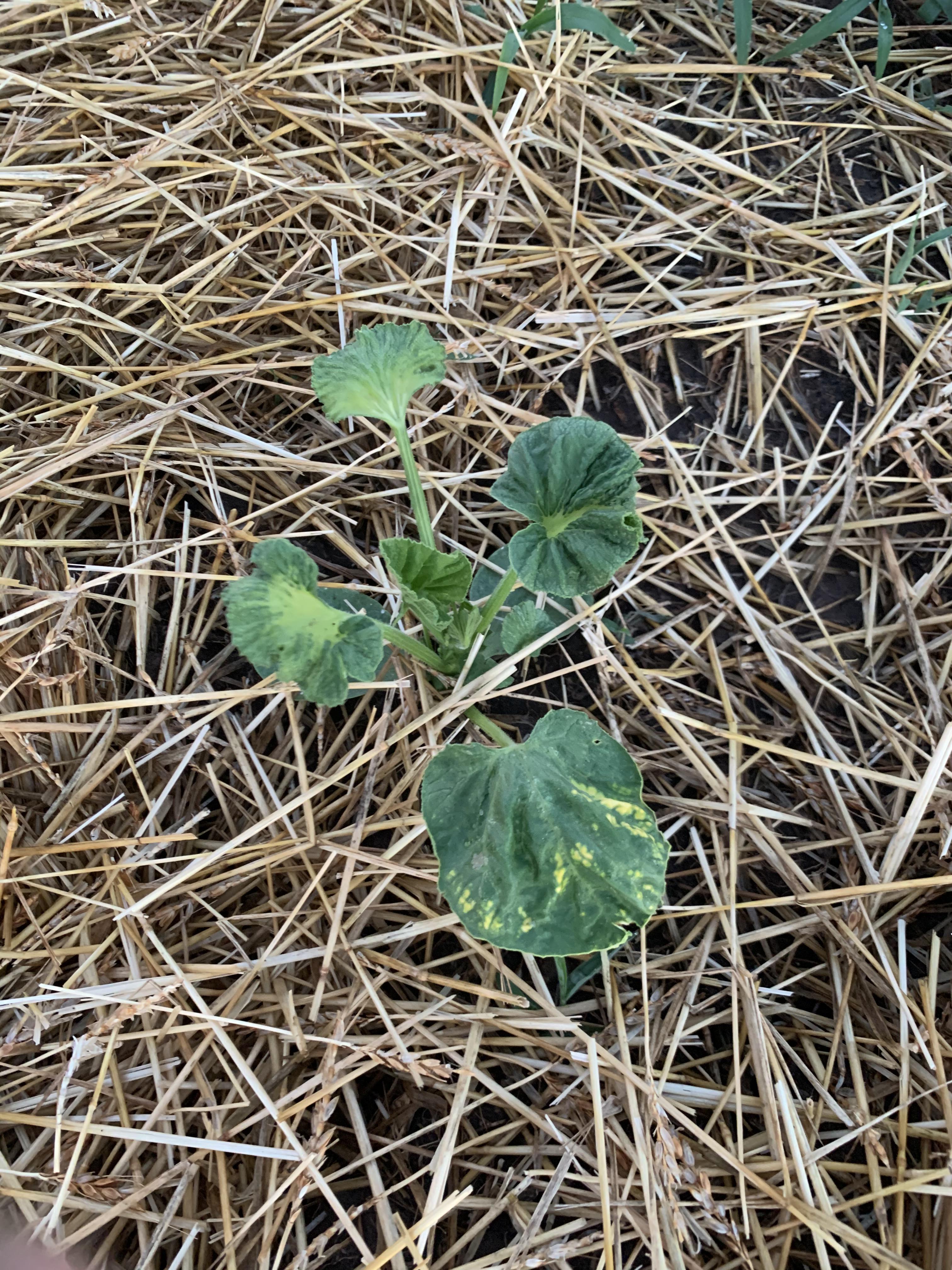 Should I be worried about the yellowing leaf on my pumpkin plant? r