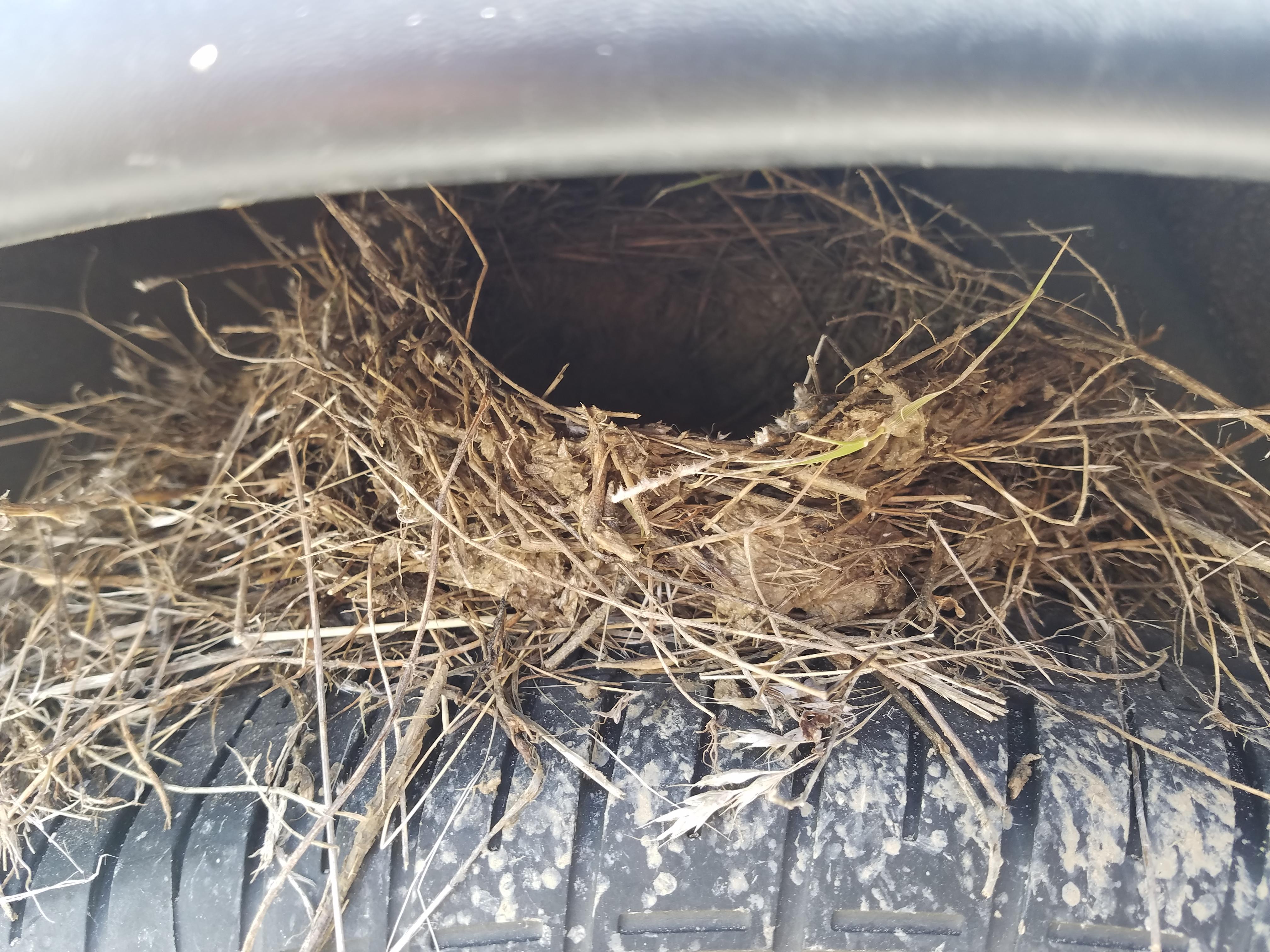 Came out on lunch to a bird's nest on my rear tire! r/mildlyinteresting