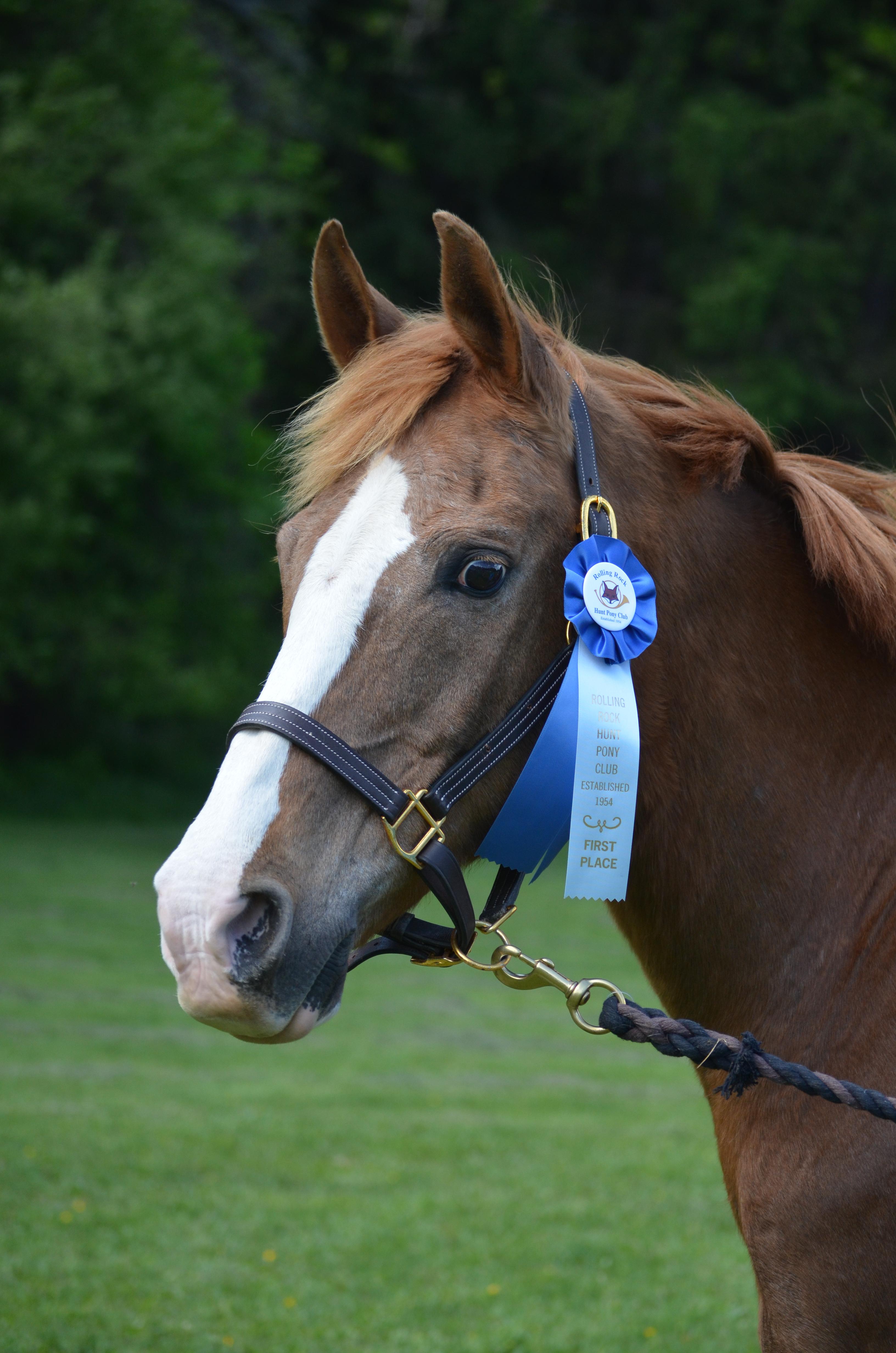 Four Years Ago We won our last blue ribbon together. He was retired