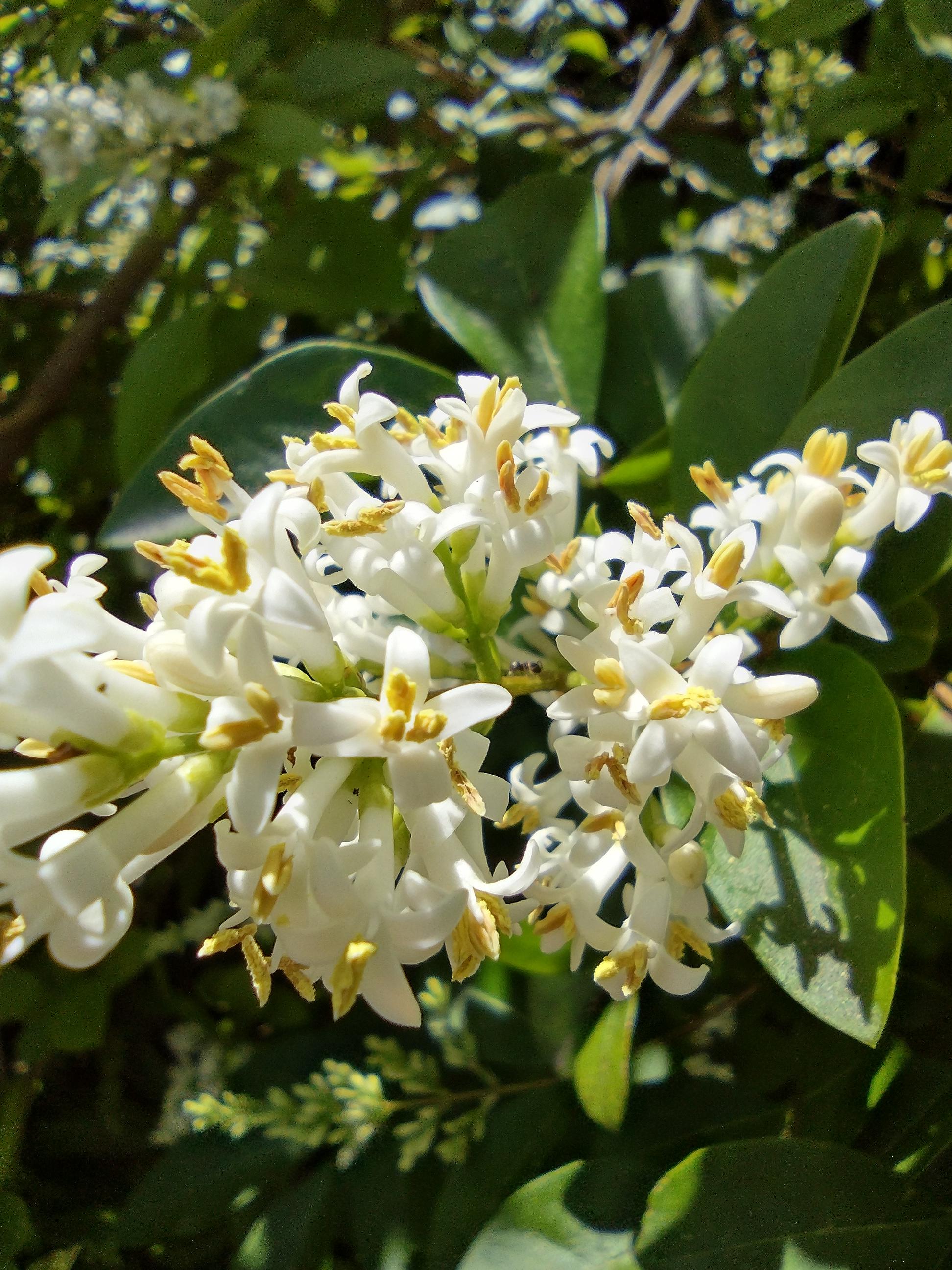 The jaksahk trees are blooming r/Portland