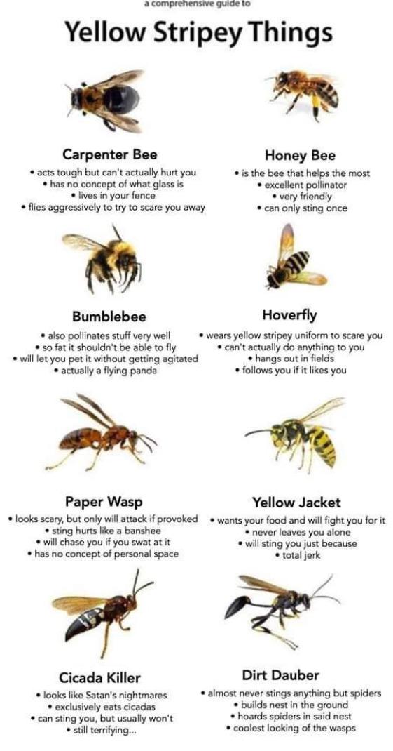 A guide r/WASPs