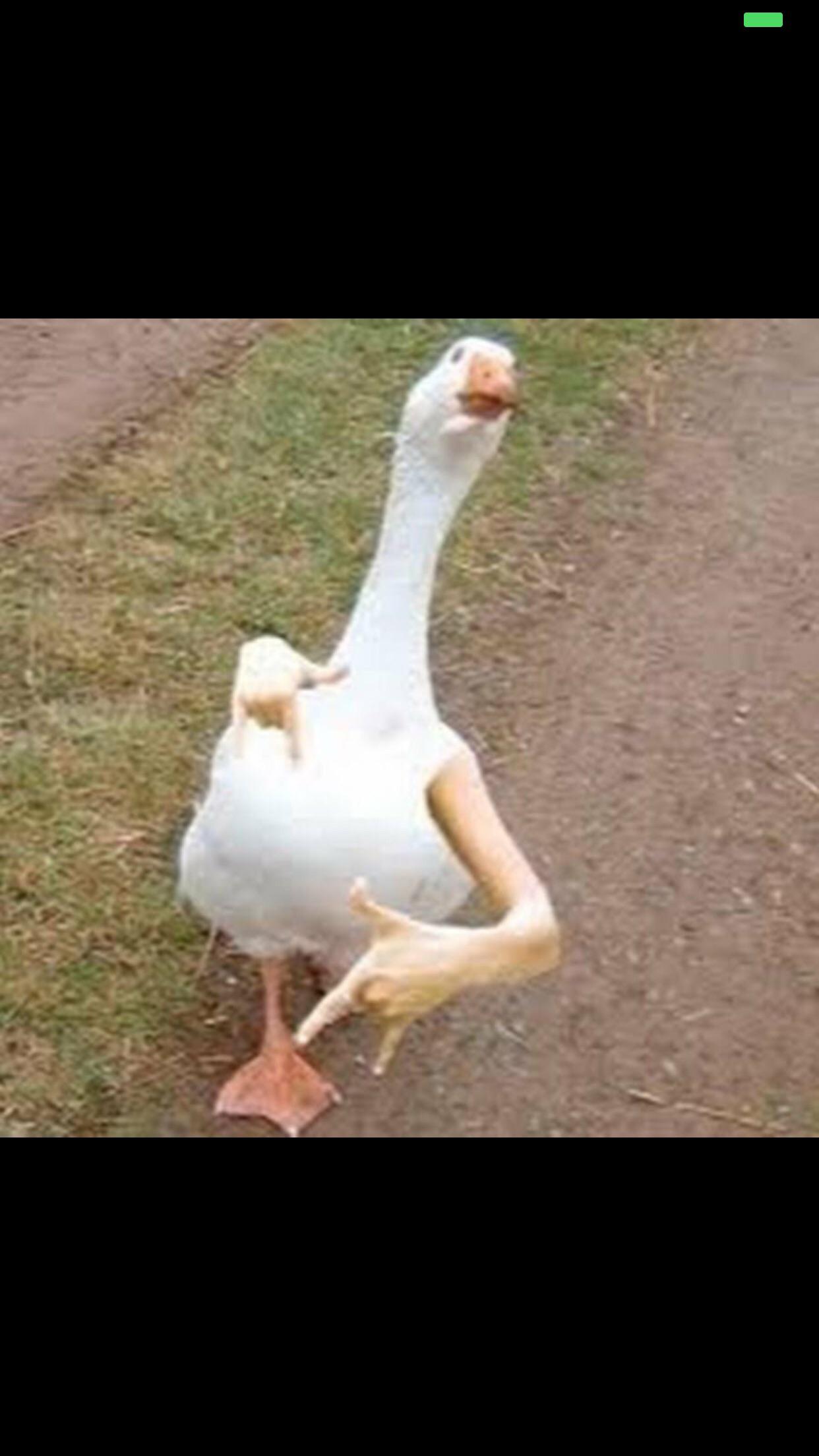 Just a duck throwing up gang signs r/aww
