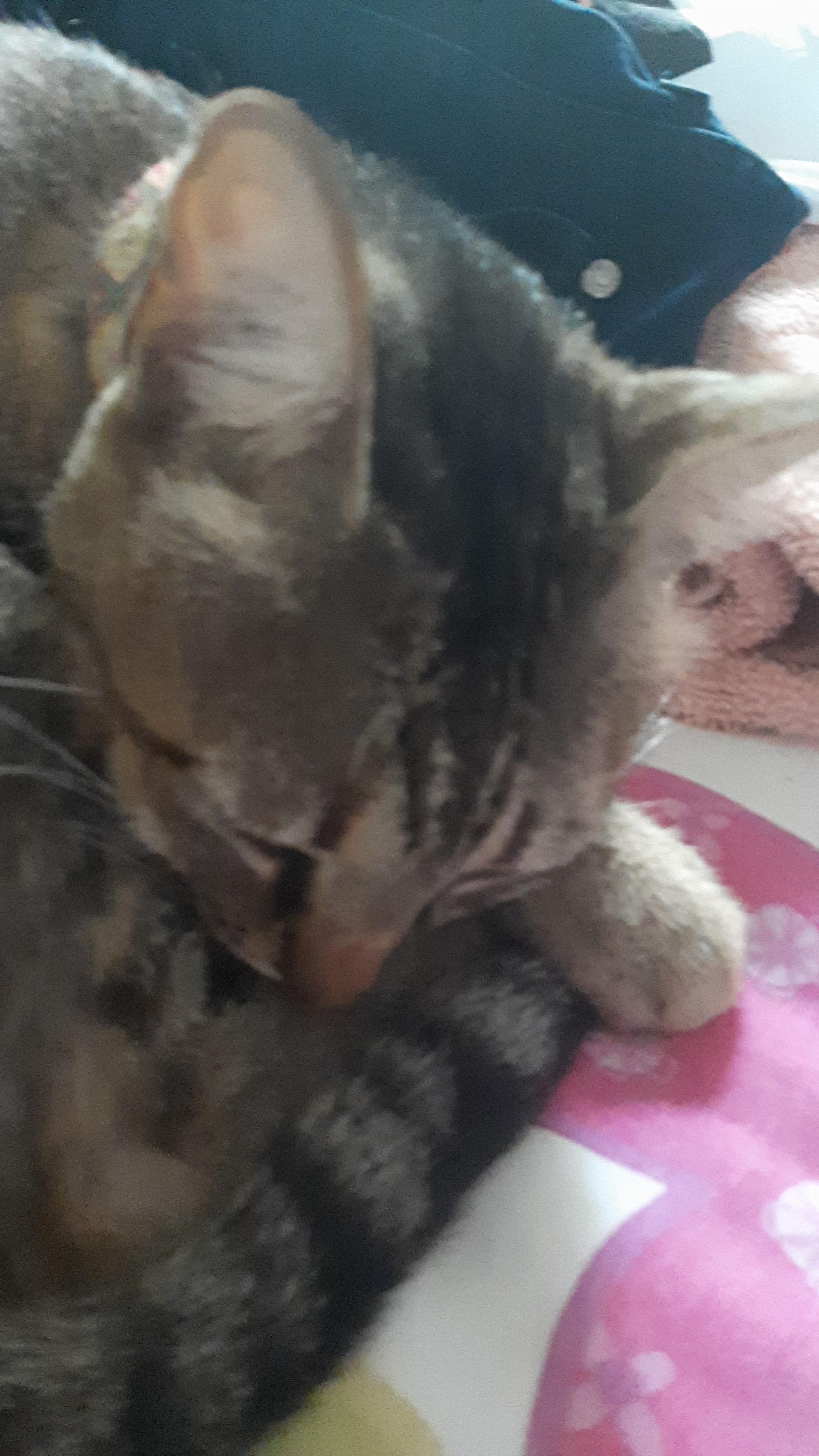 my other cat sleeping too r/catpics