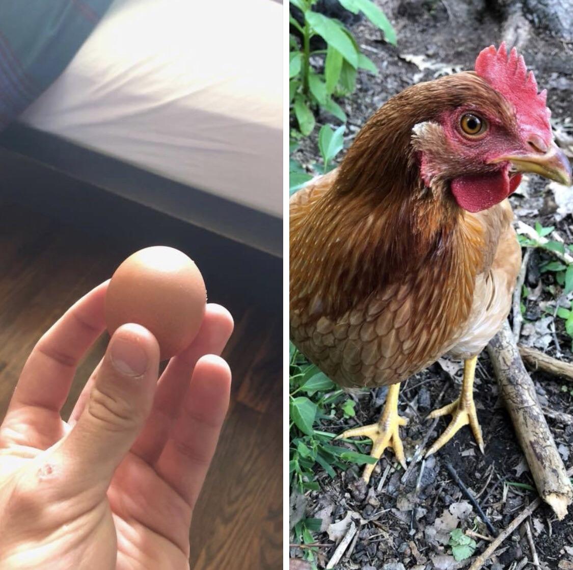 My little lady laid her very first egg today chickens