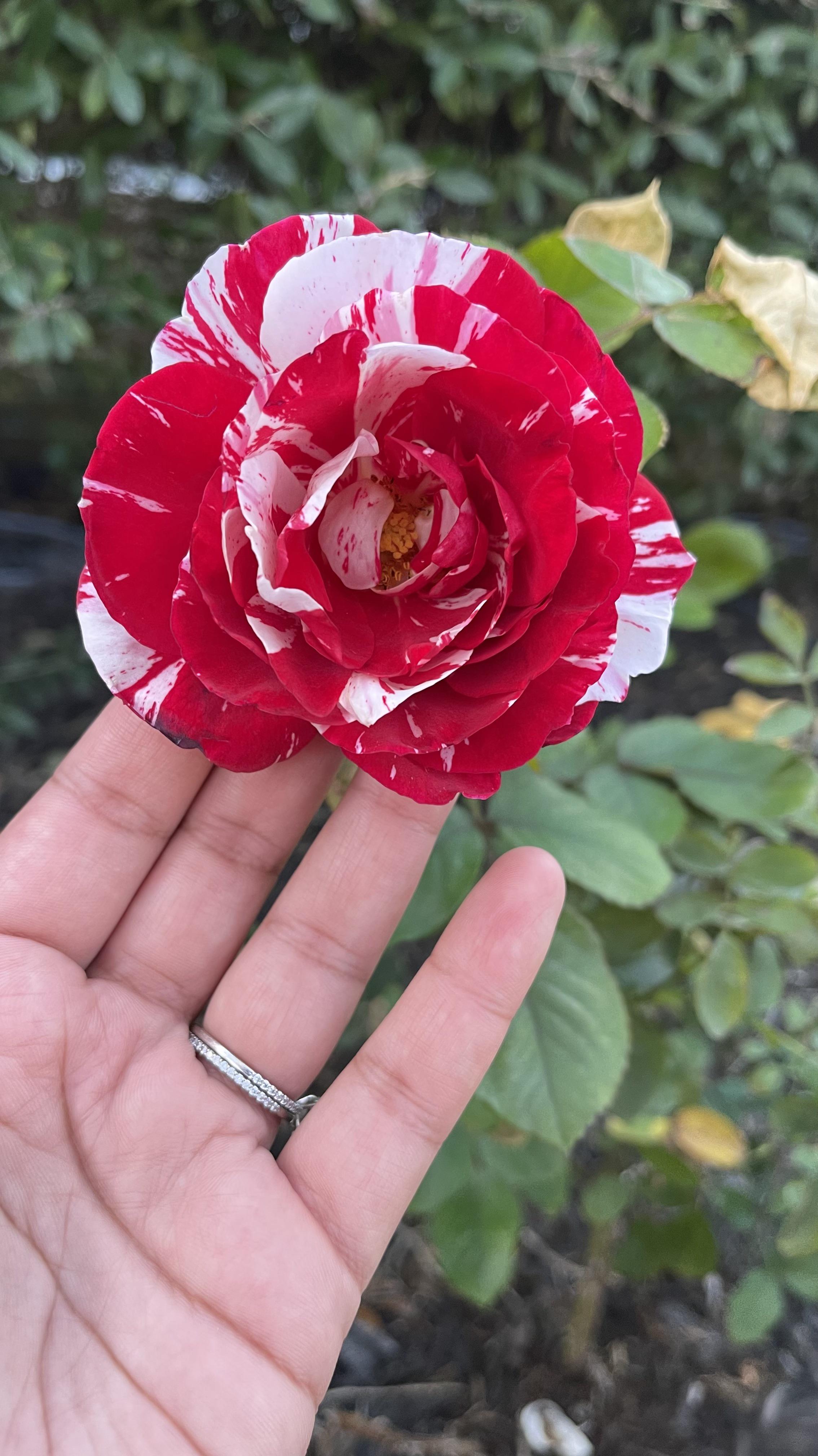First bloom! Didn’t think she’d come back after the freeze ) plants