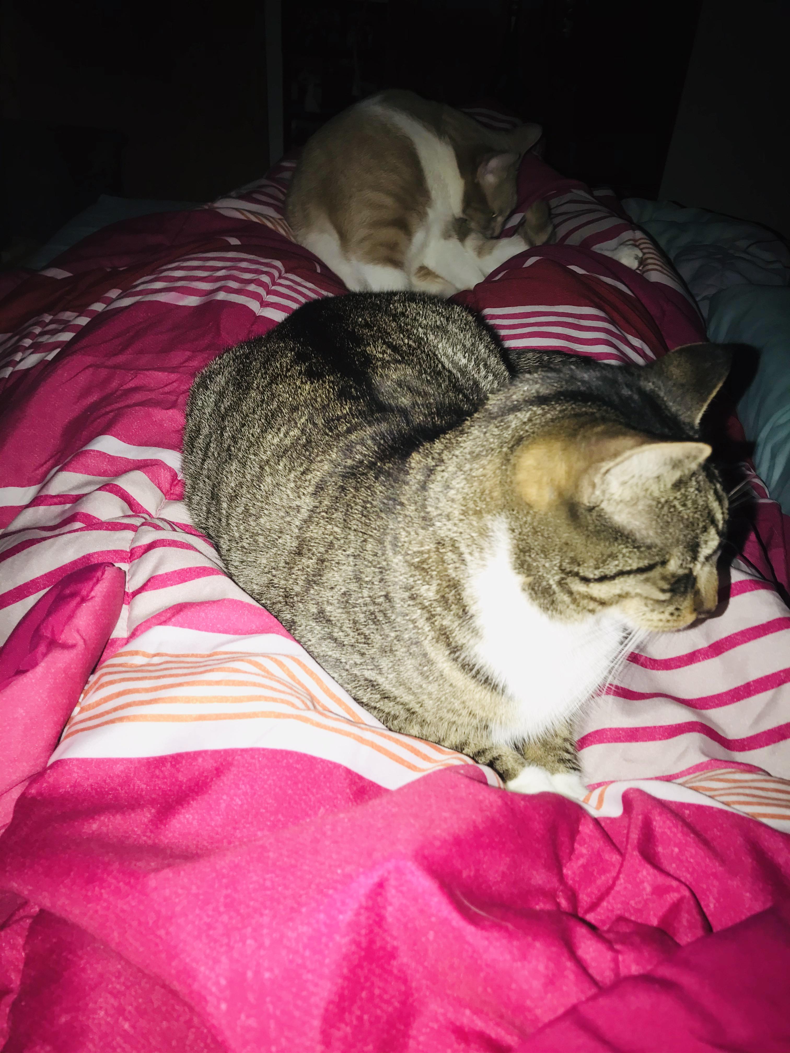 Me Why can’t I sleep at night? My cats We sleep just fine. r/cats