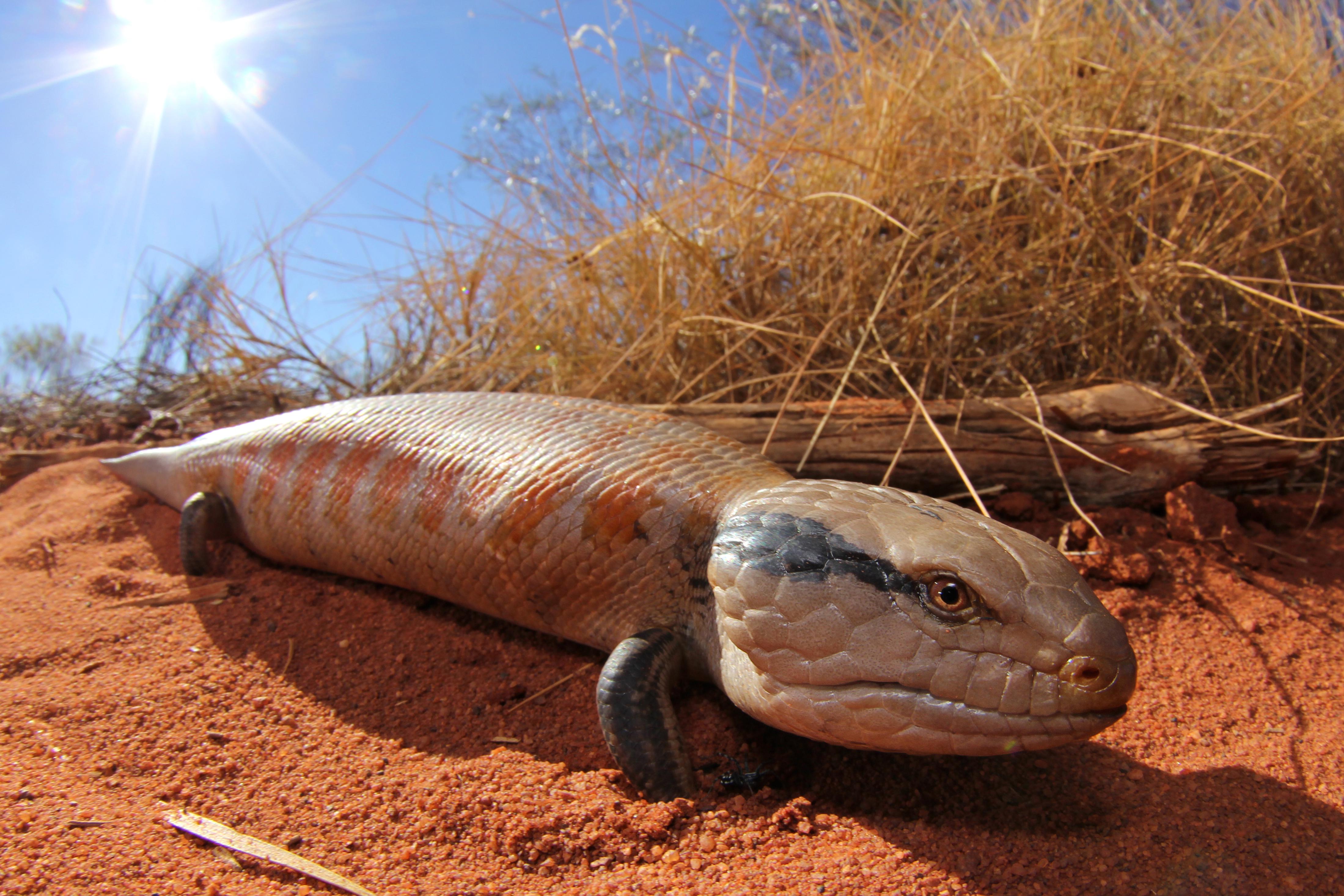 Centralian bluetongued skink I found in remote Western