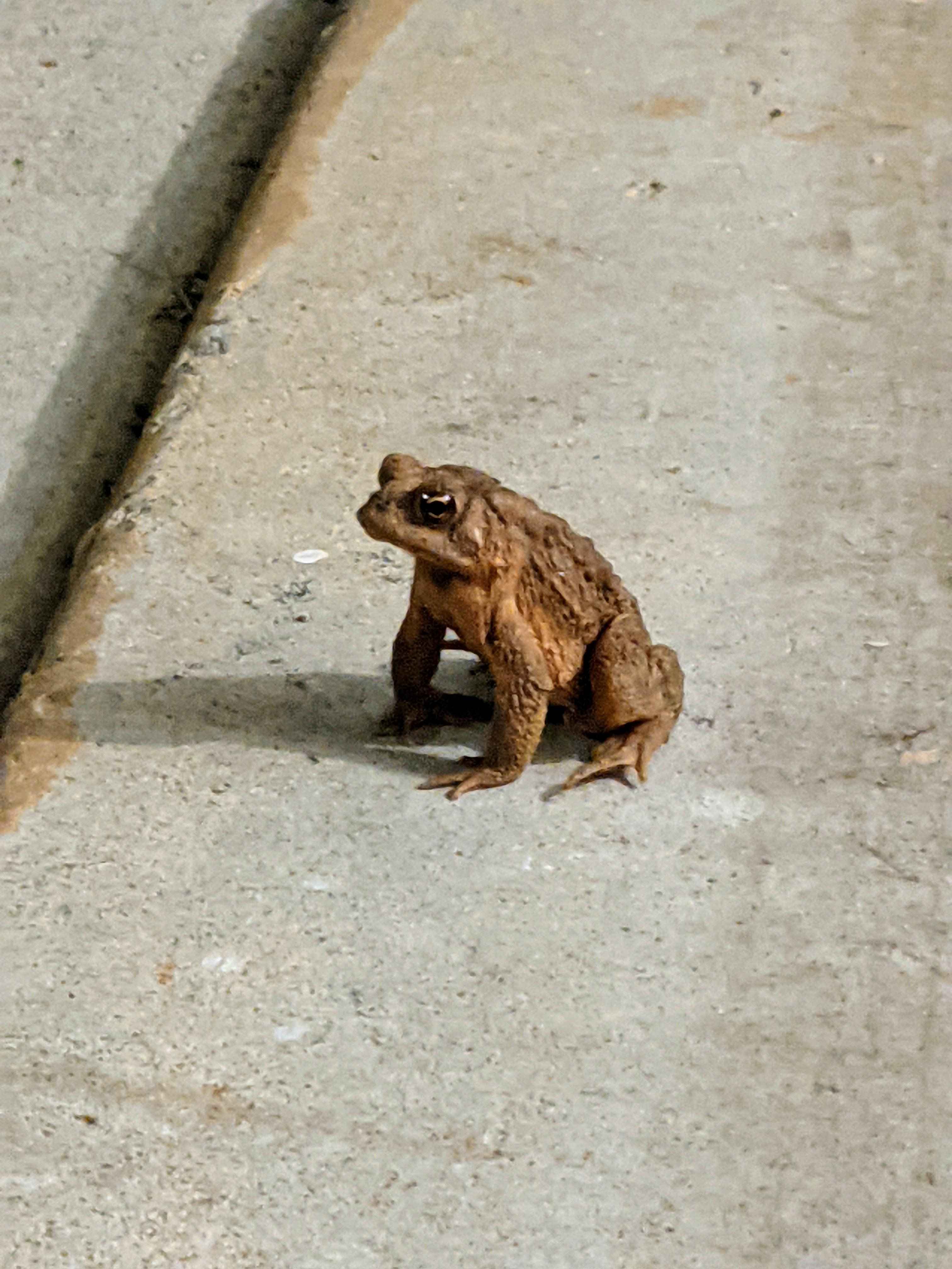 Garage frog r/frogs