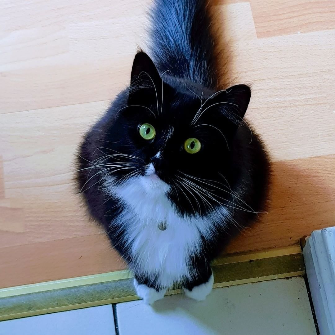 Meet Max, the floofy cat, a rescue from Dublin, Ireland 🐈 r/cats