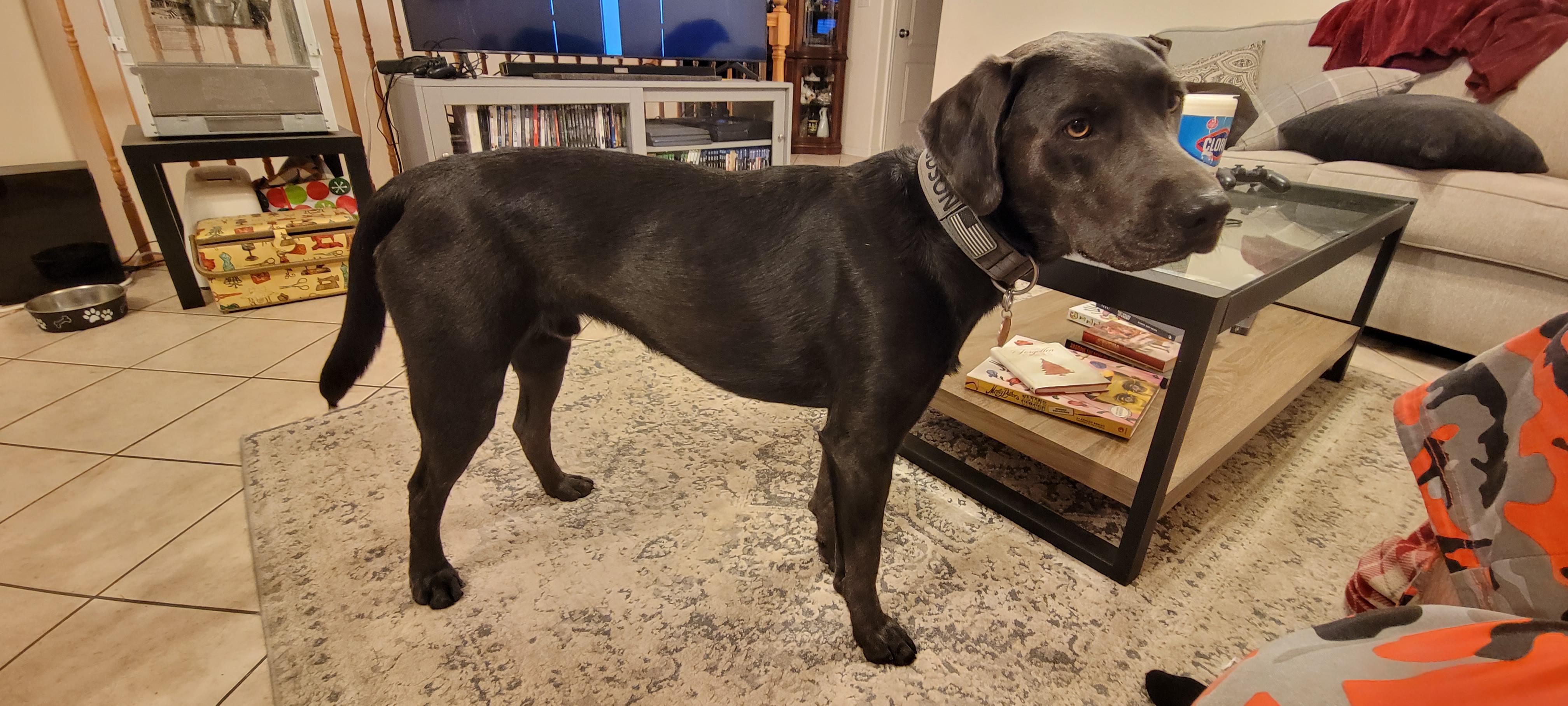 1yearold Labrador sitting at 55 lbs. Is he too underweight? r/labrador