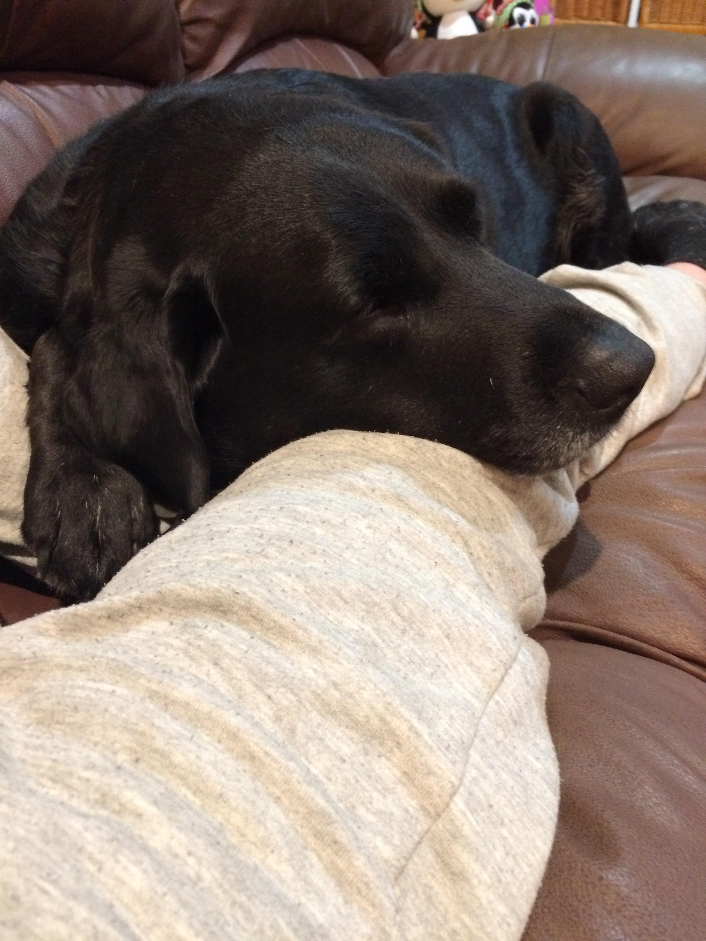 She may be cute, but she weighs more than me and won’t let me leave r/aww