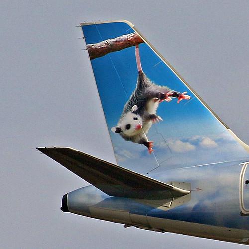 Possum as pet? Possums