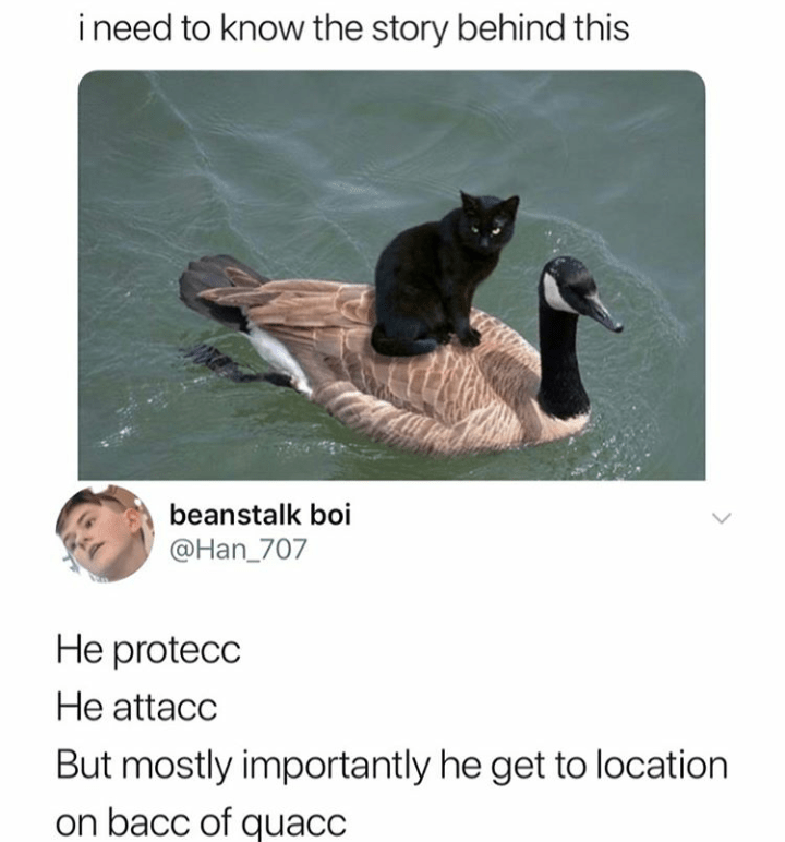 Oh No Black Cat Meme