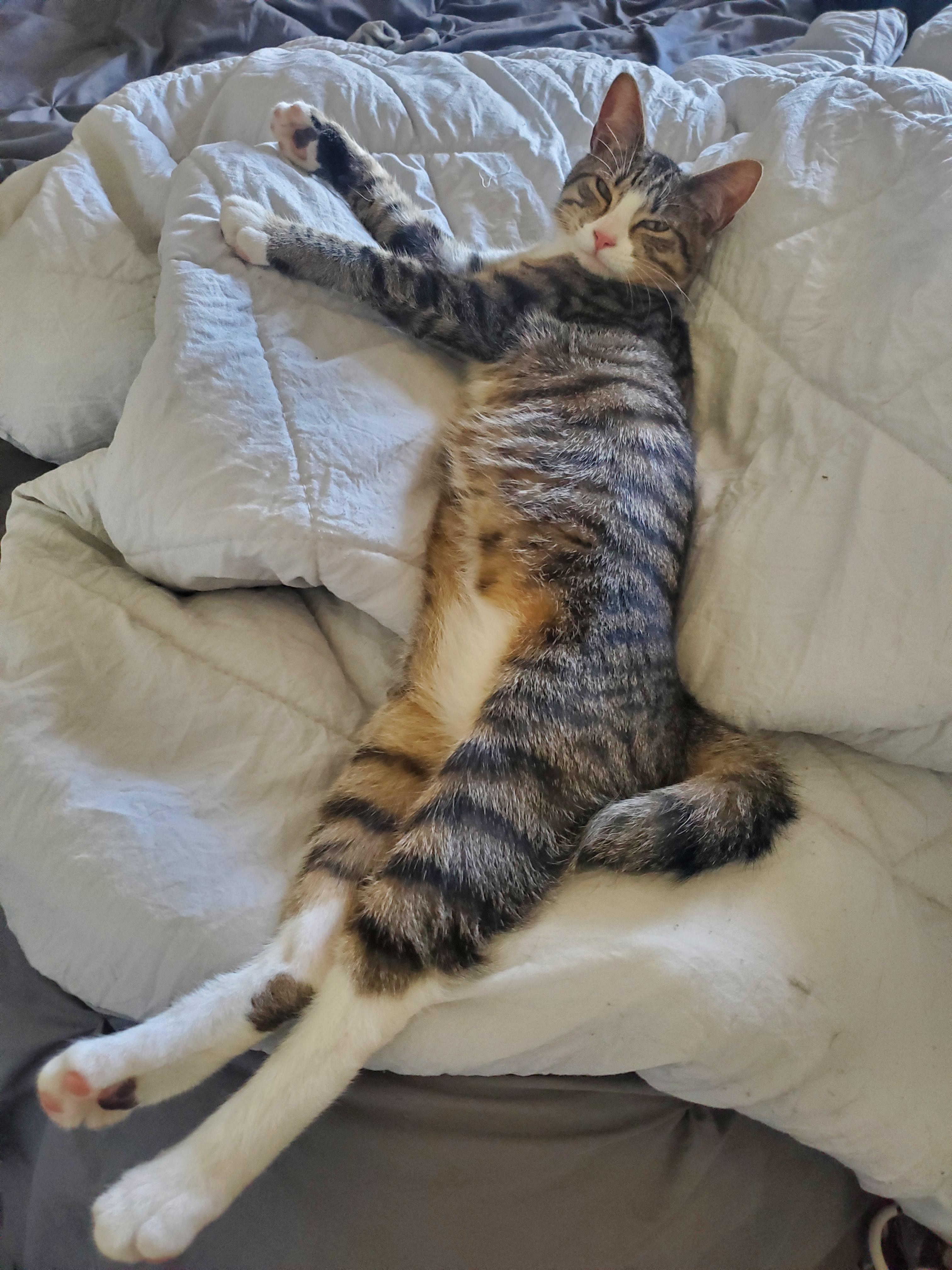 My sweet SIC was forced to sleep in a cage at night by her previous