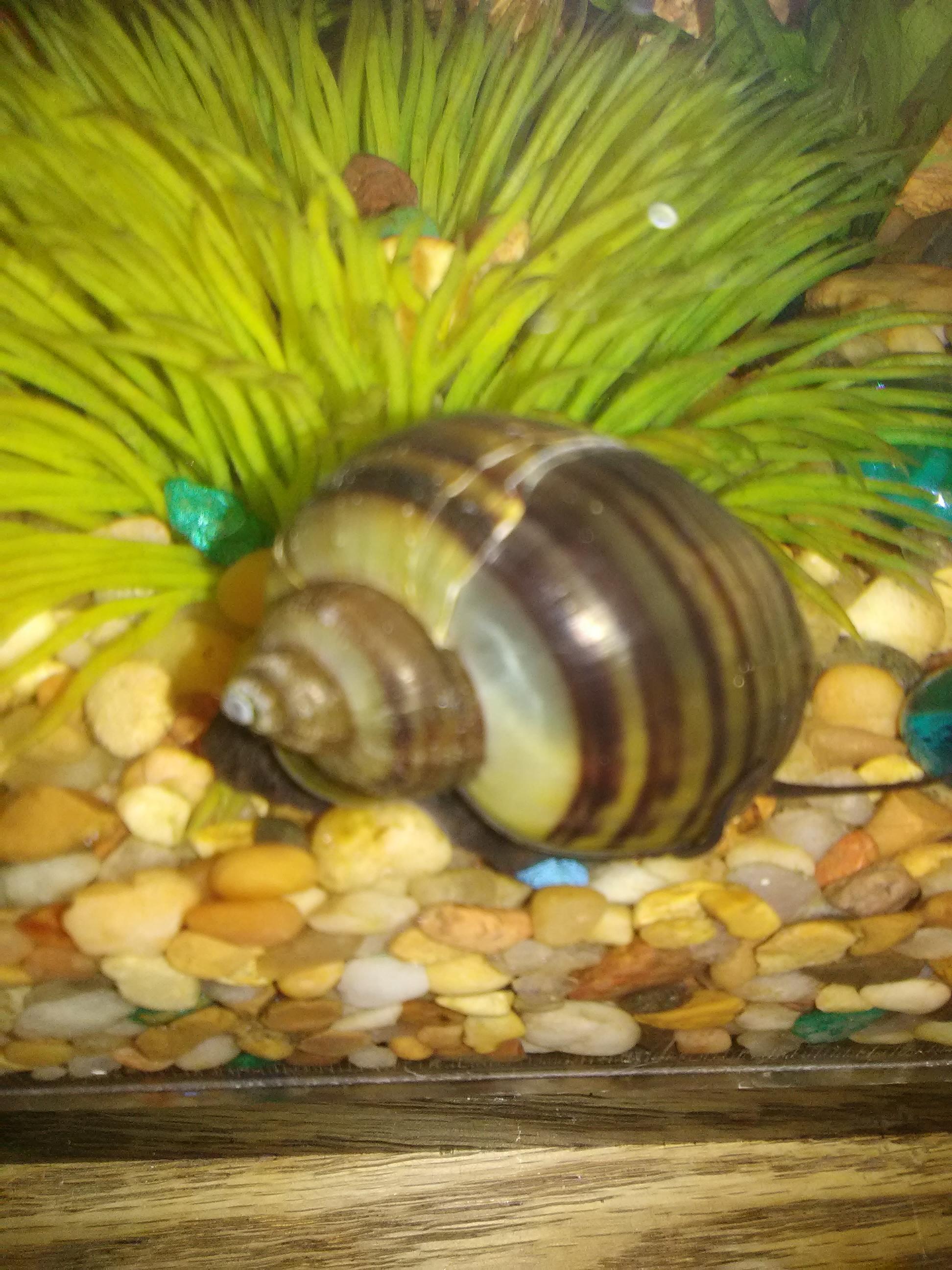 Is my mystery snails shell cracked? He eats and moves alot. He dont act