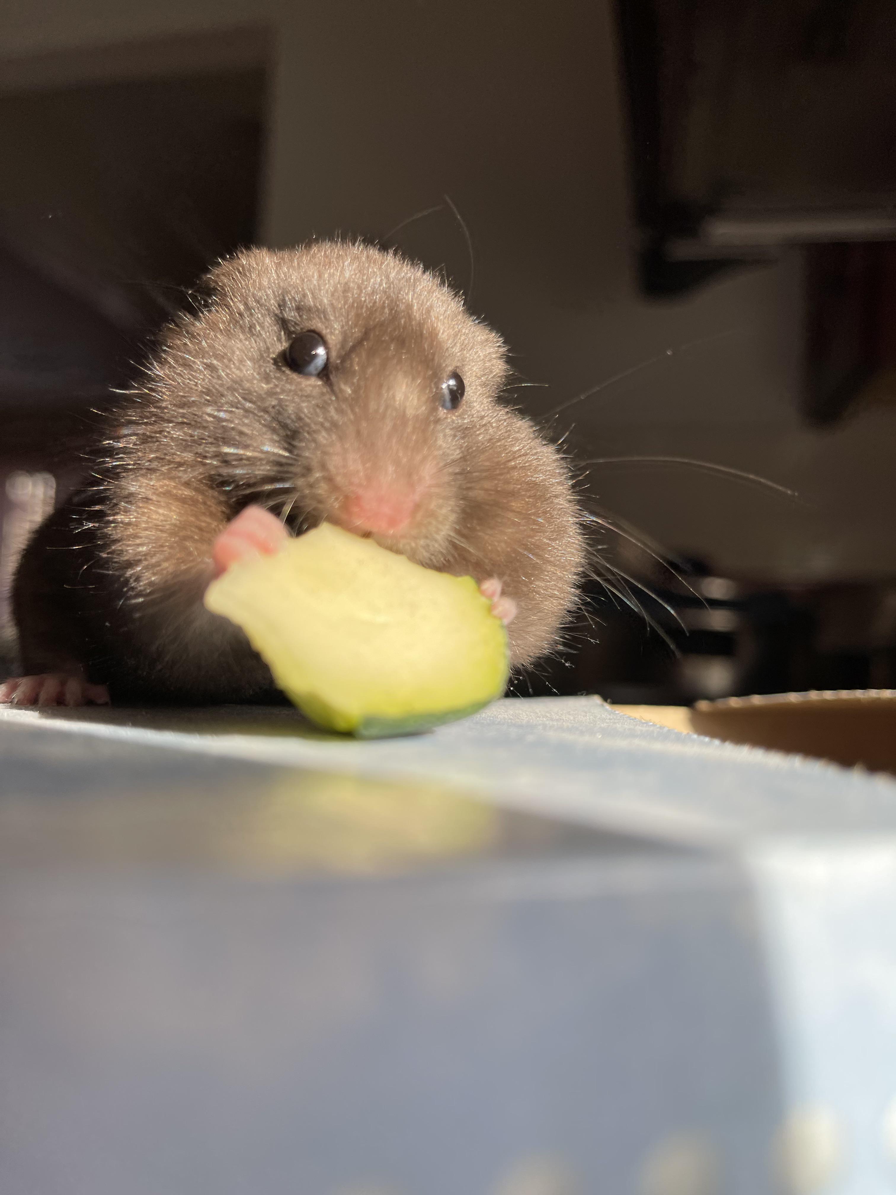 no thoughts, head empty, only know eat zucchini r/hamsters