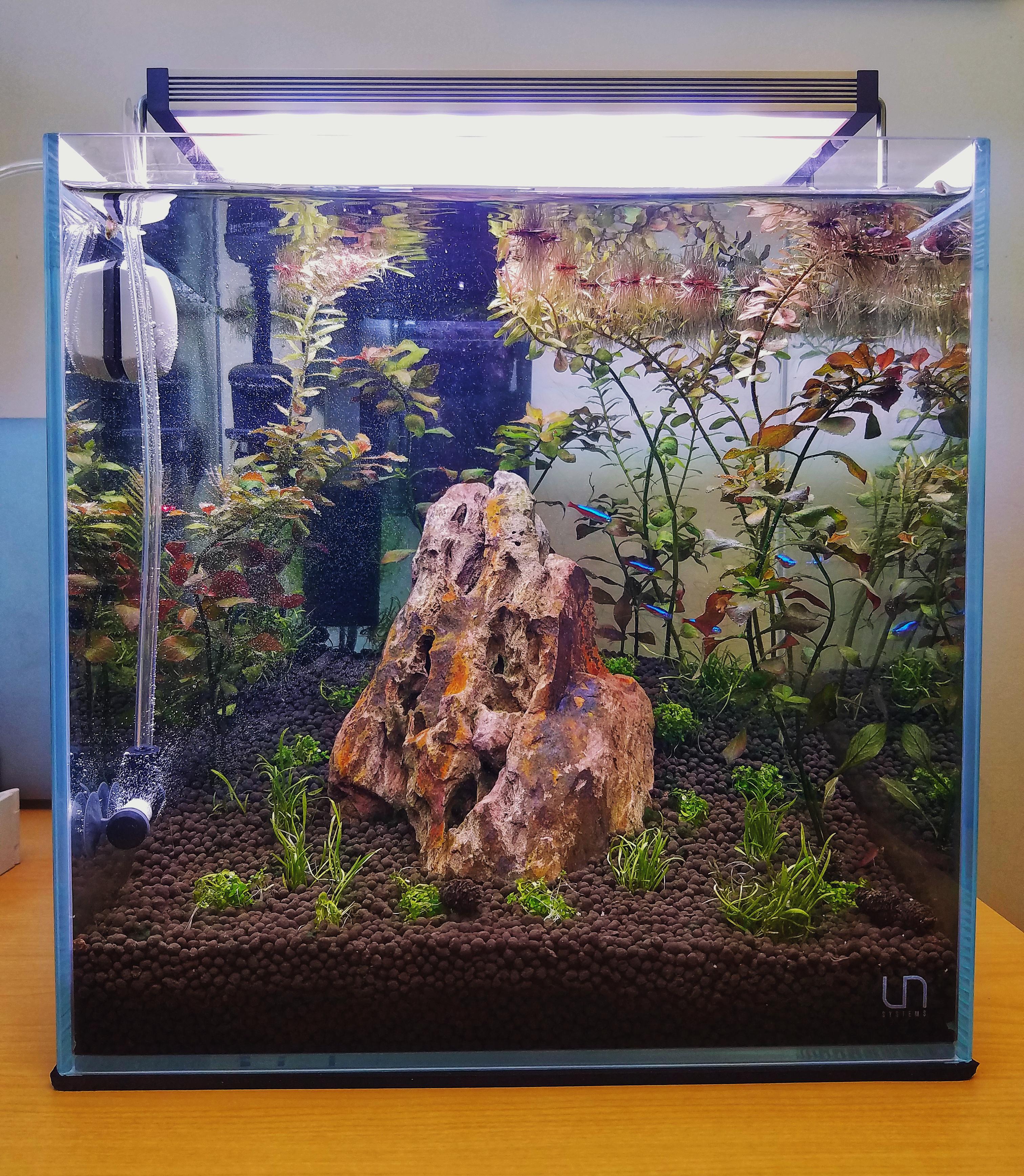 My new 7 gallon cube aquarium! r/PlantedTank