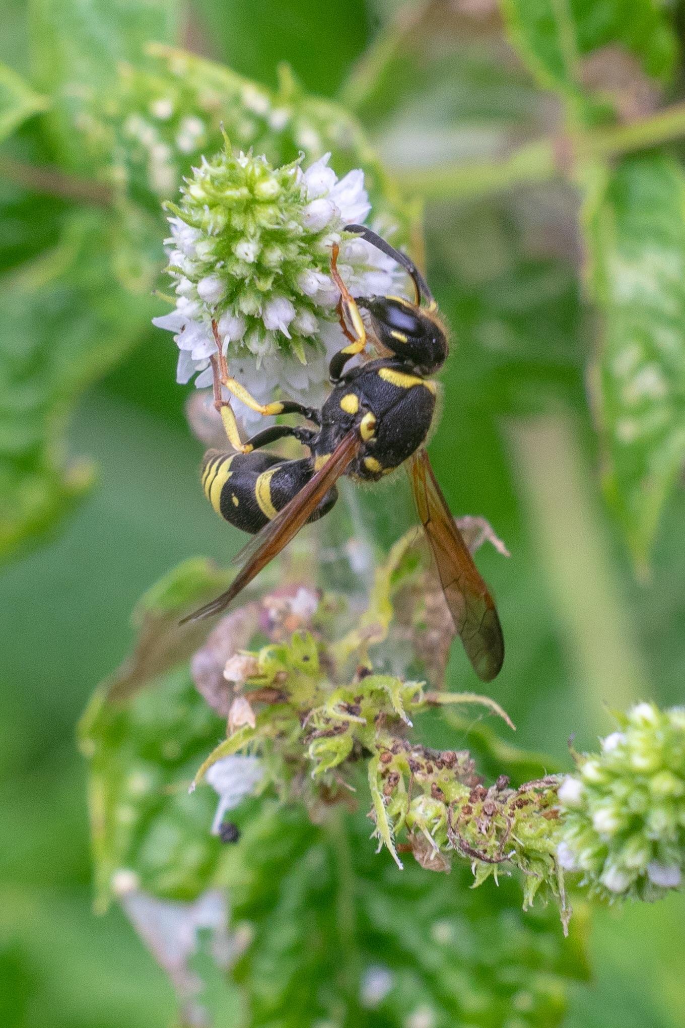Ancistrocerus gazella. European Tube Wasp. Olympia WA. USA. r/Entomology