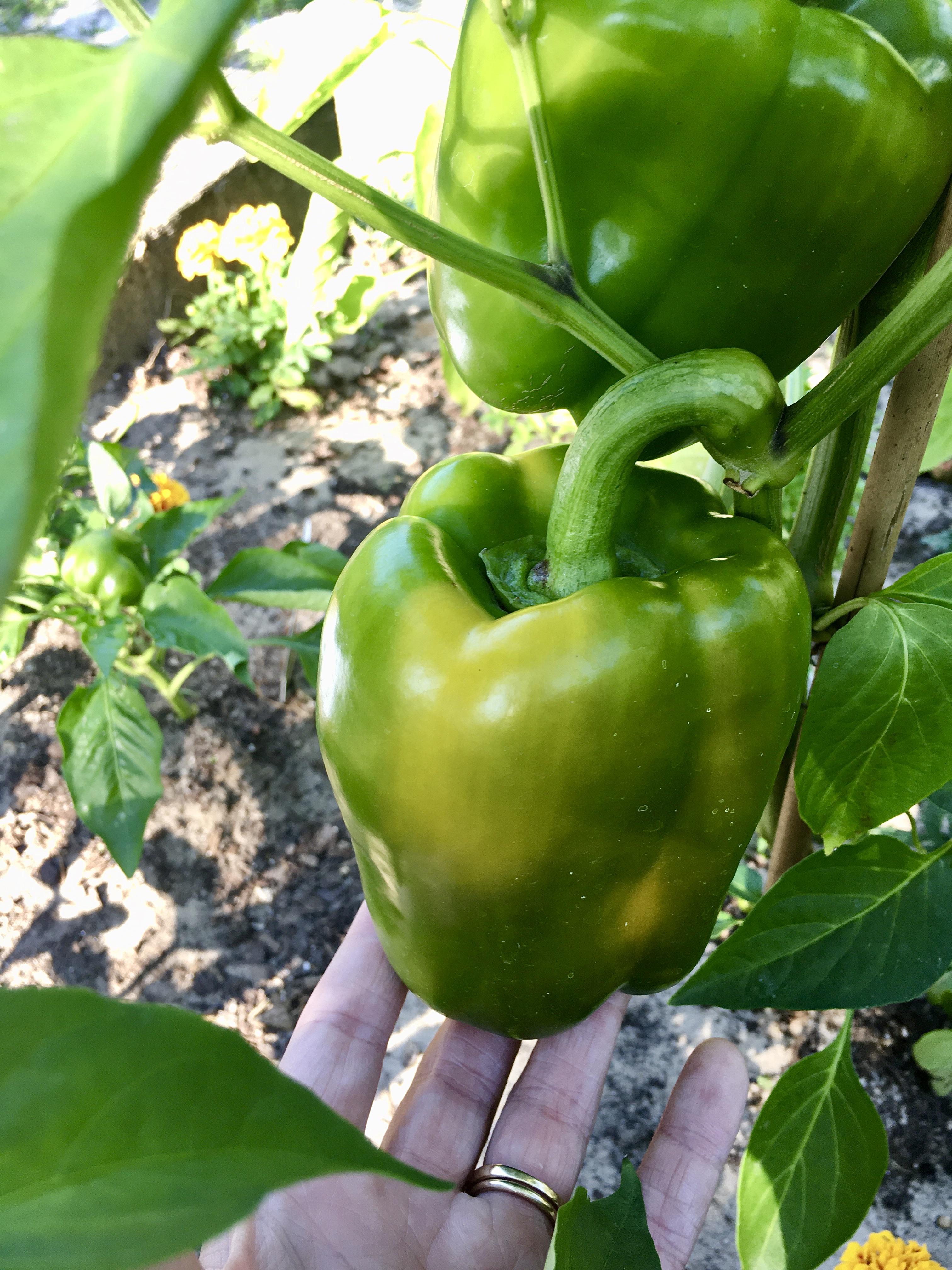 My pepper is finally turning yellow! 🙌🏼 r/gardening