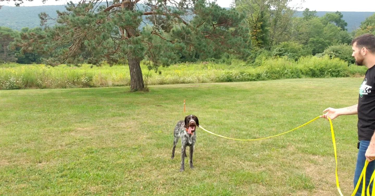 whoa training is going well so far. r/birddogs