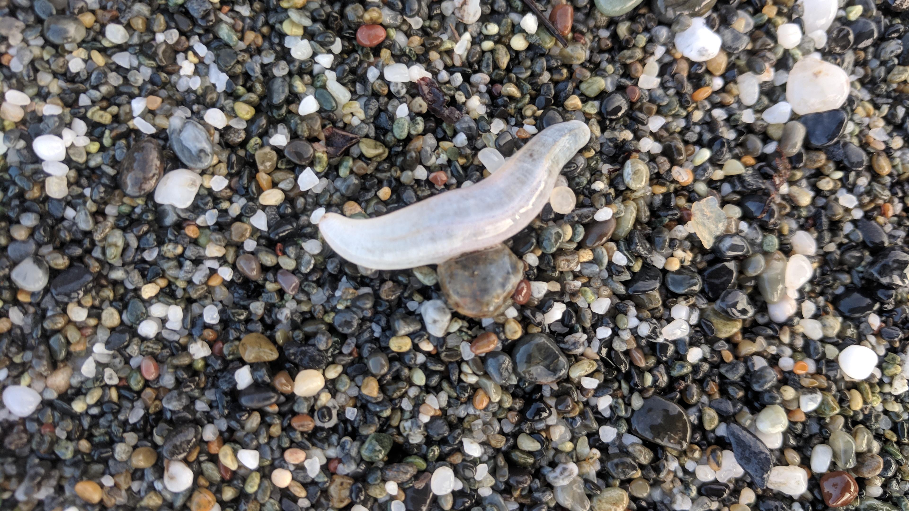 There were 100s of these on a beach in Northern California. Is this