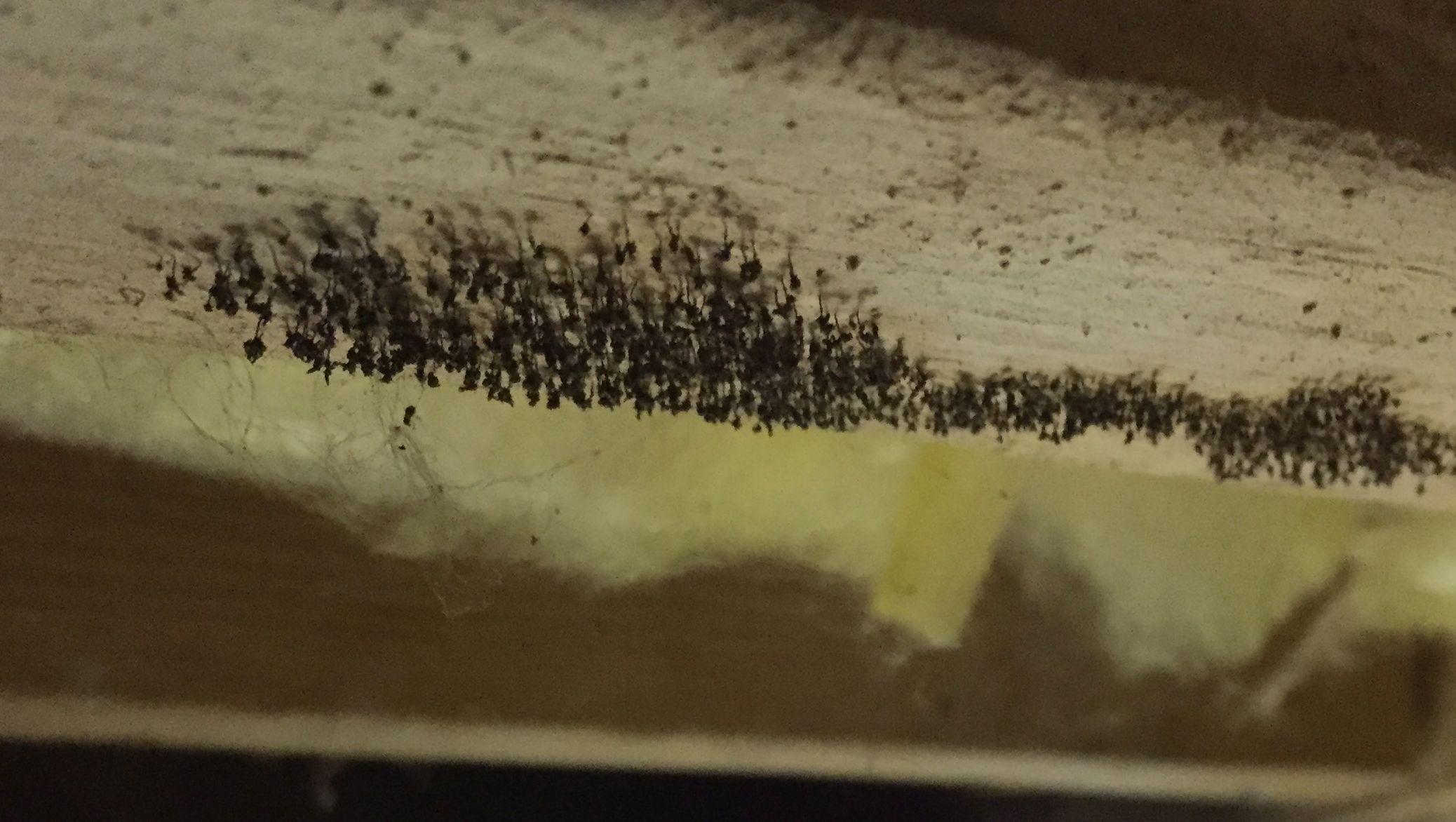 I'm afraid to ask, but what's this growing on a floor joist in my crawl