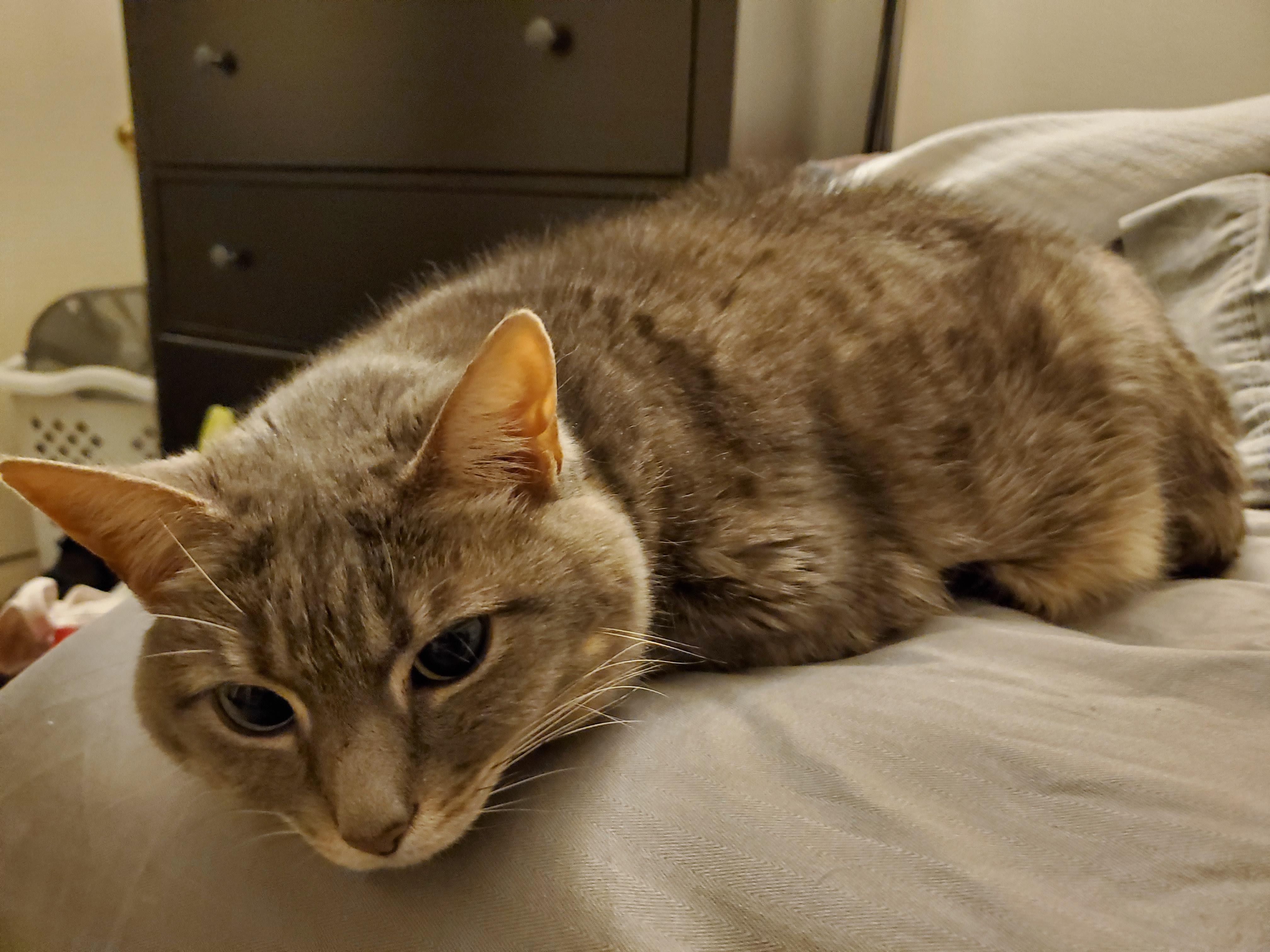 Hazy doesn't appreciate when her loafnap is interrupted. r/Catloaf